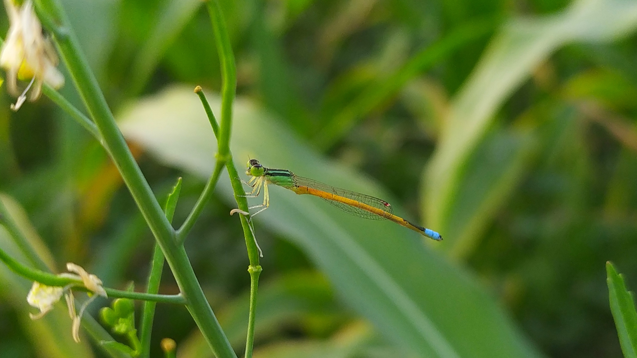 A small dragonfly on stem