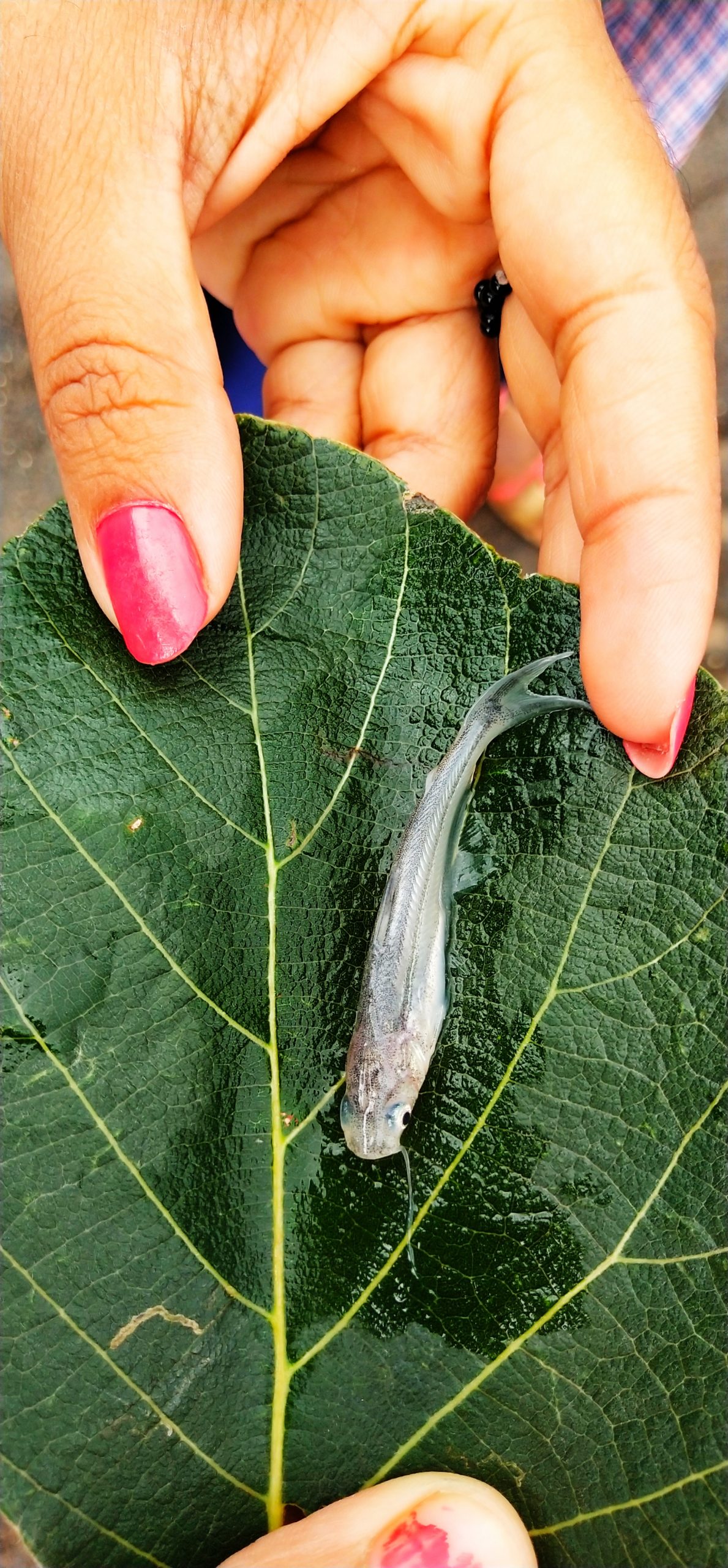 A small fish on a leaf