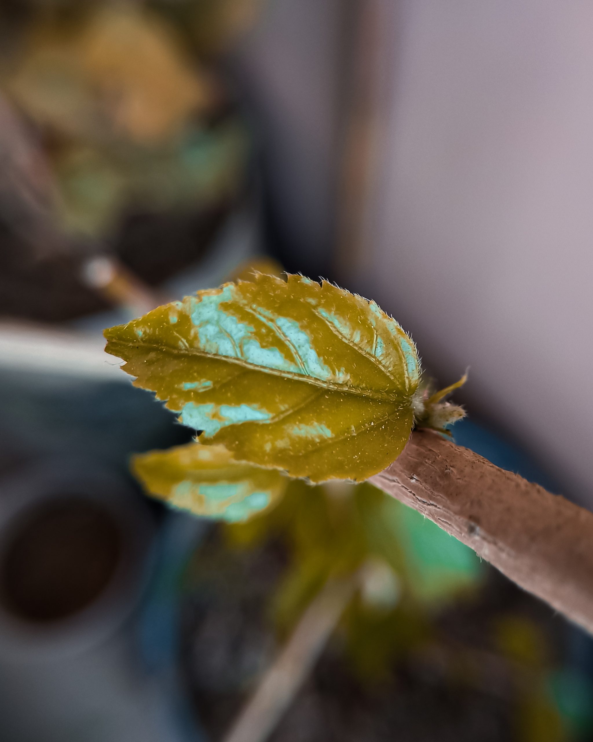 A small leaf