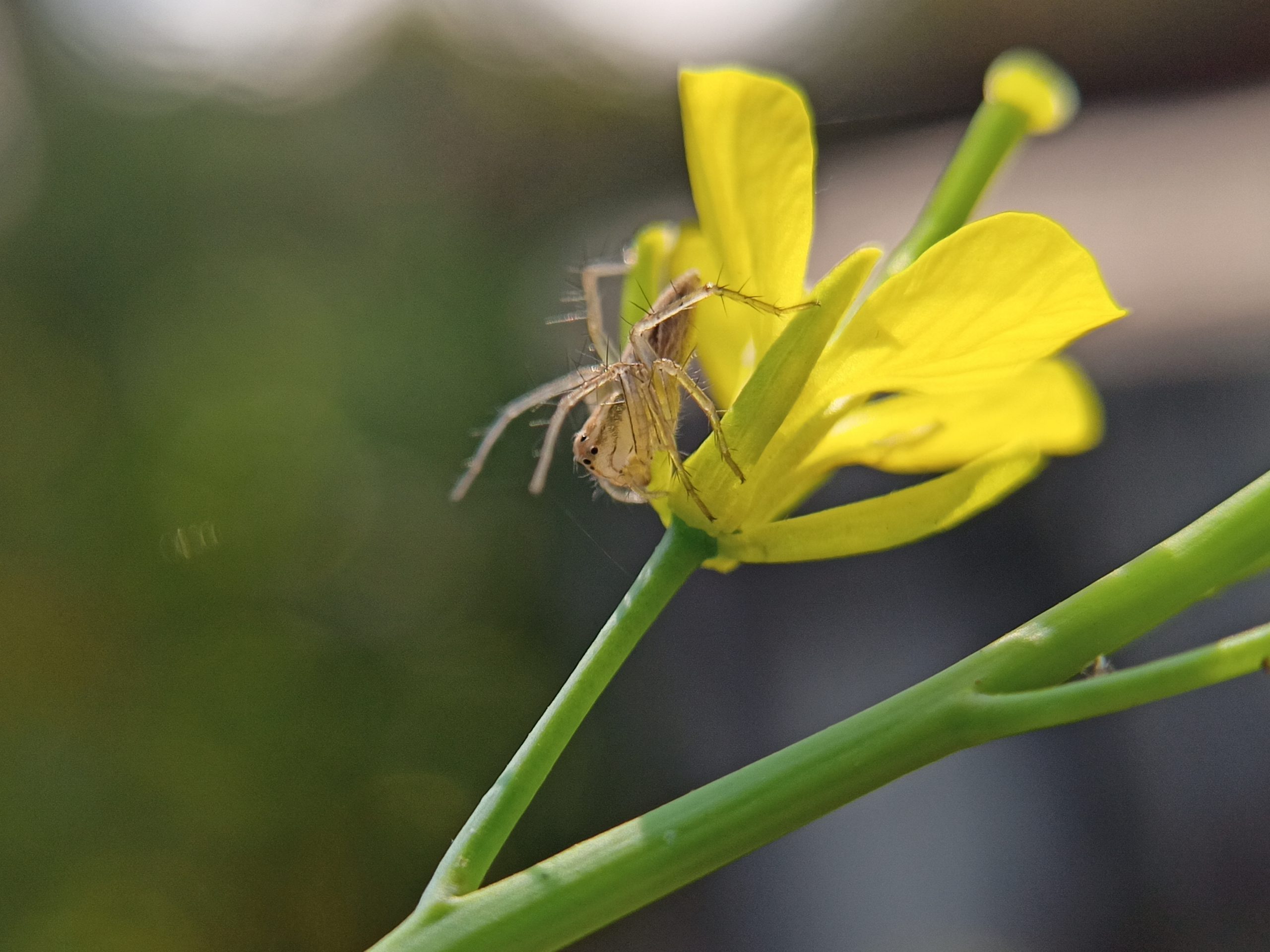 A spider on a flower