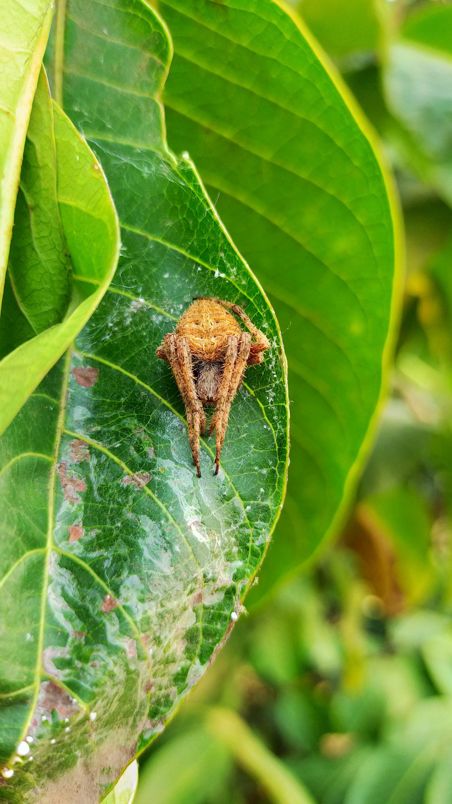 A spider on a green leaf