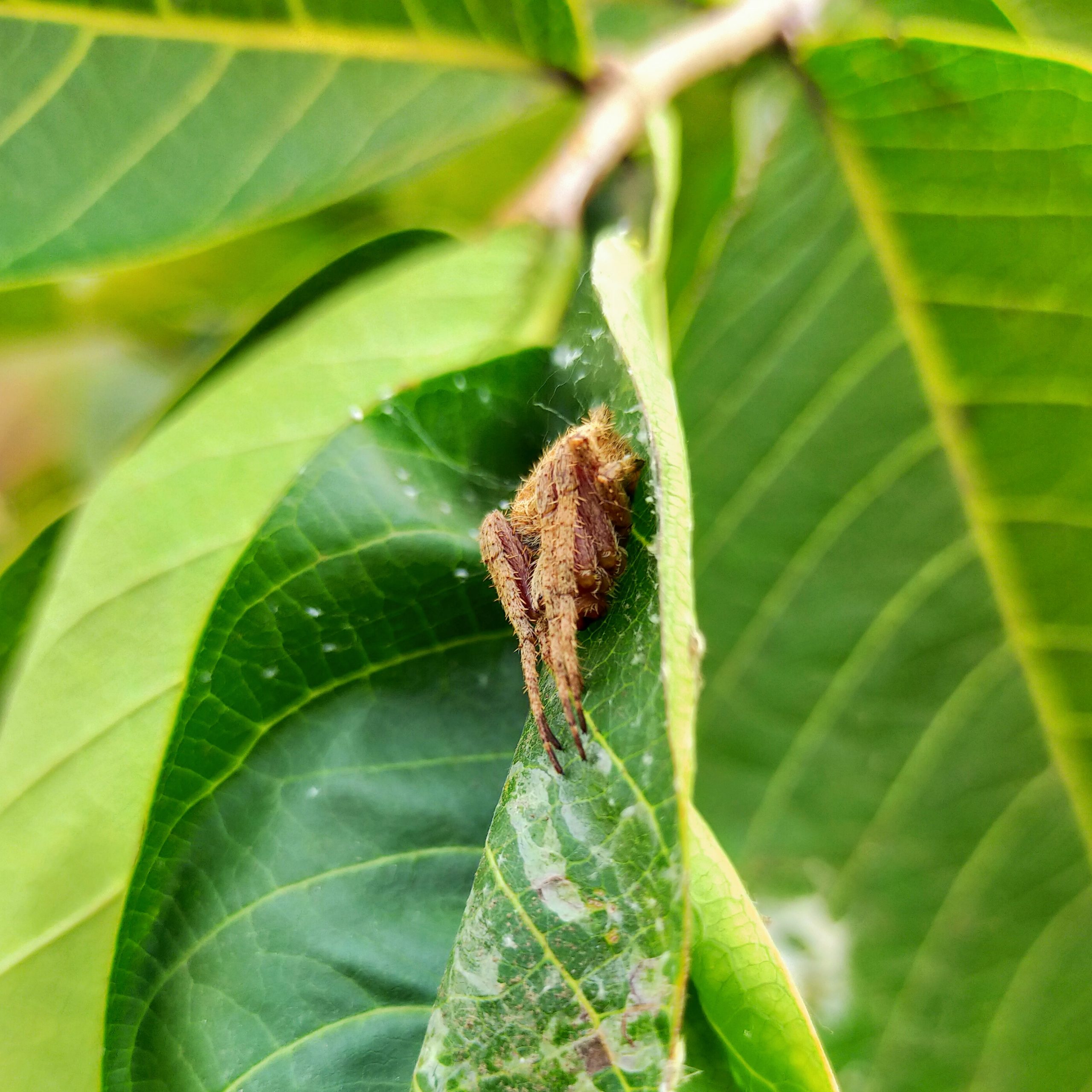 A spider on the leaf