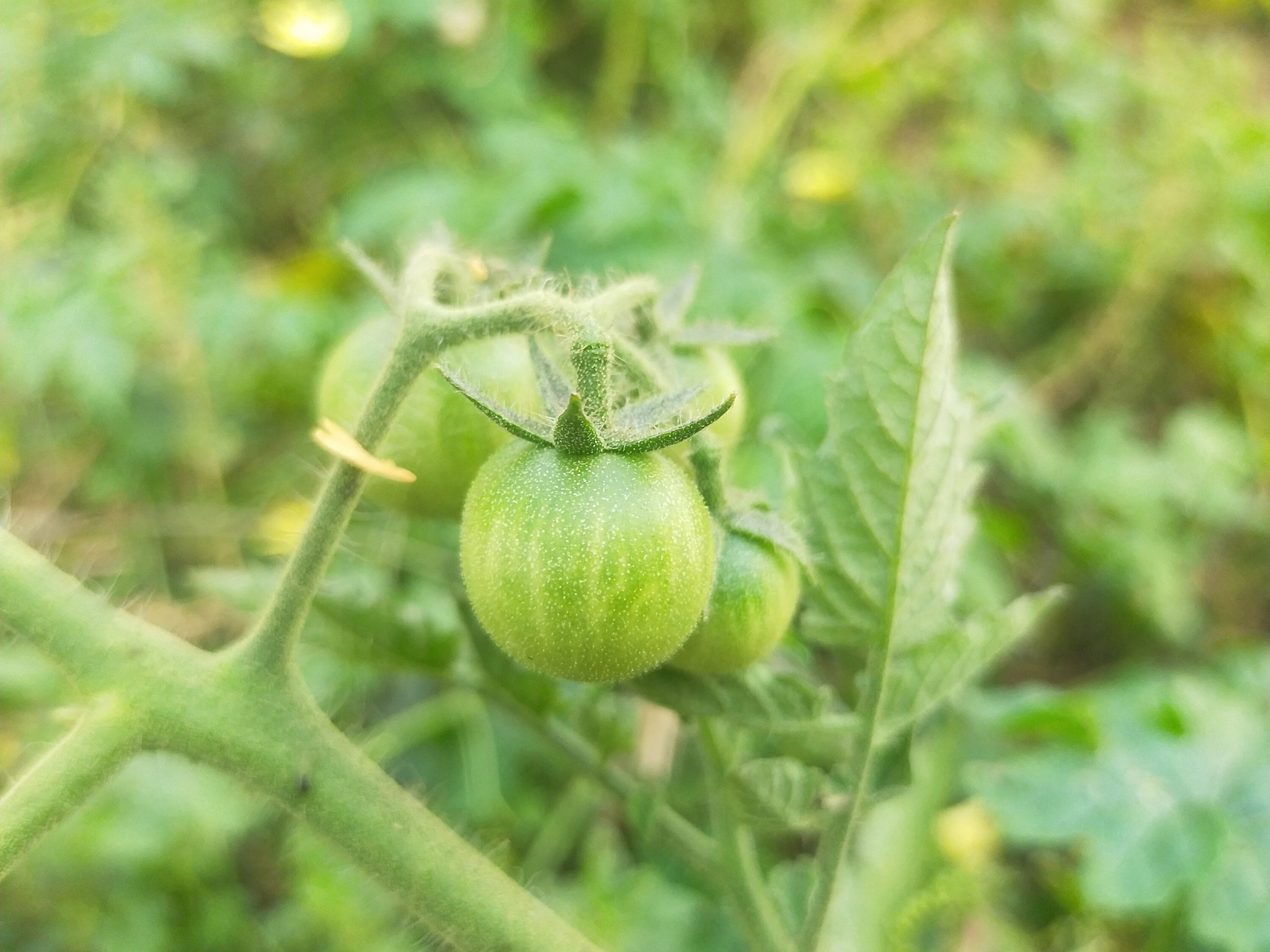 A tomato plant