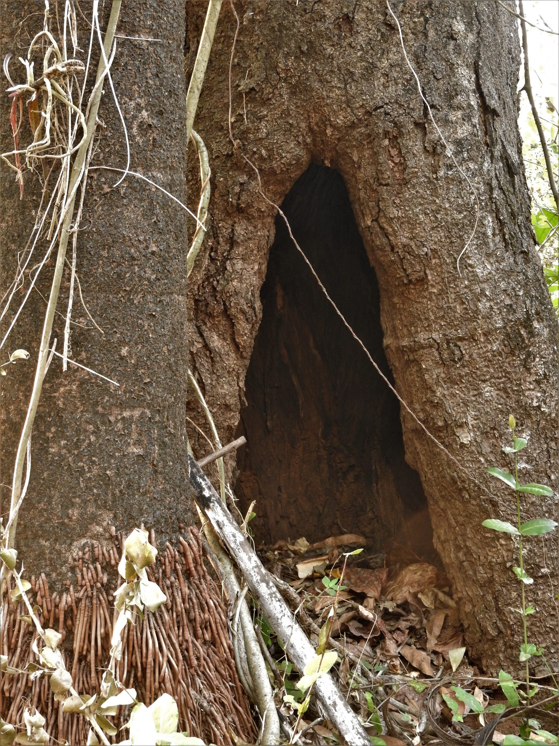 A tree hollow