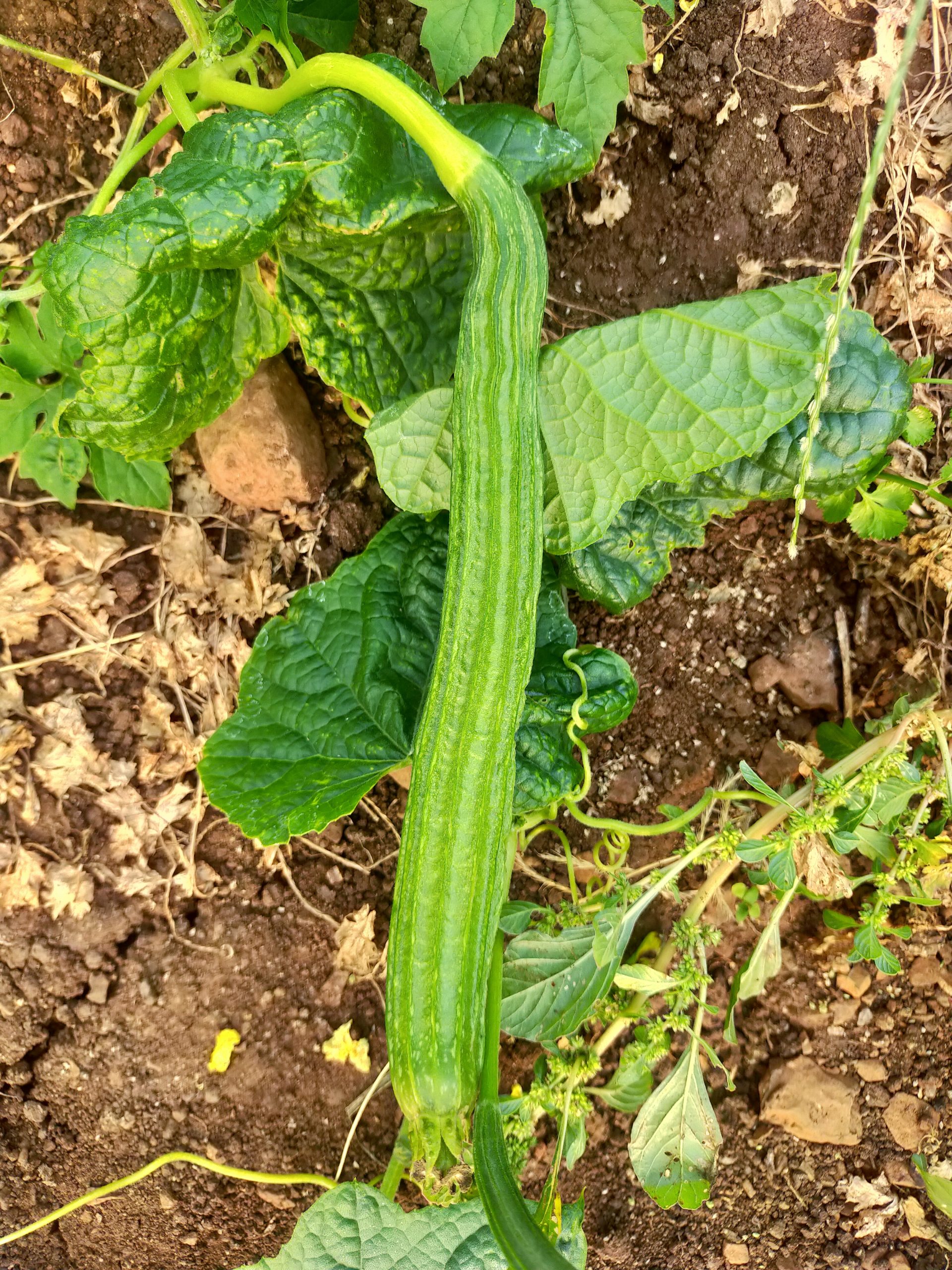 A vegetable on plant