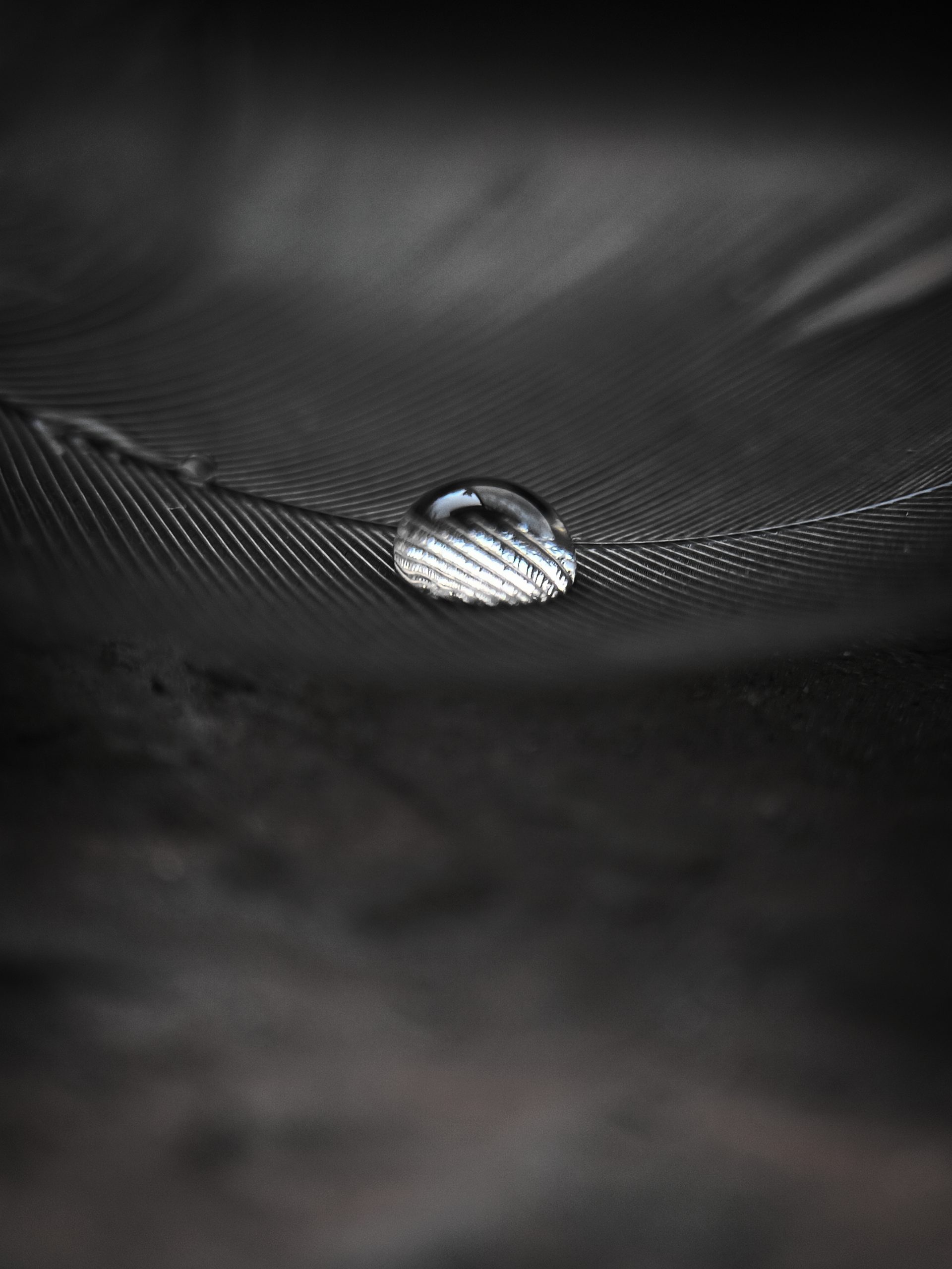 Water drop on feather
