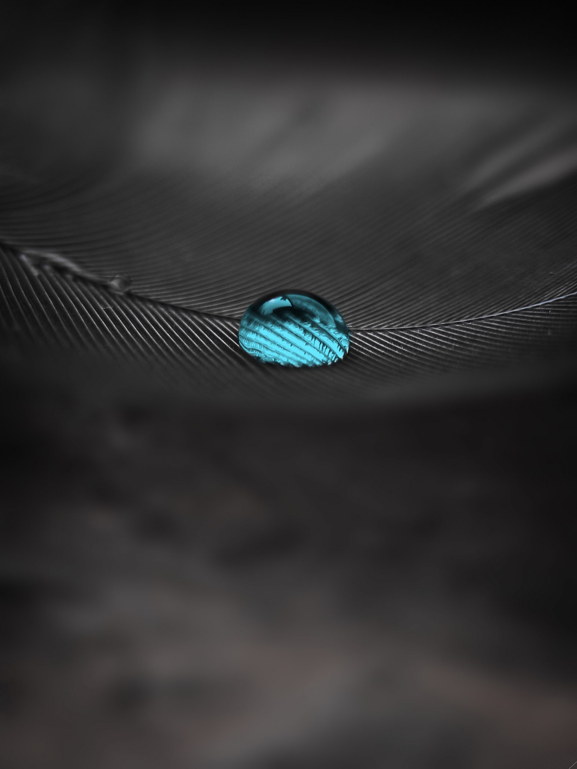 A water drop on a feather