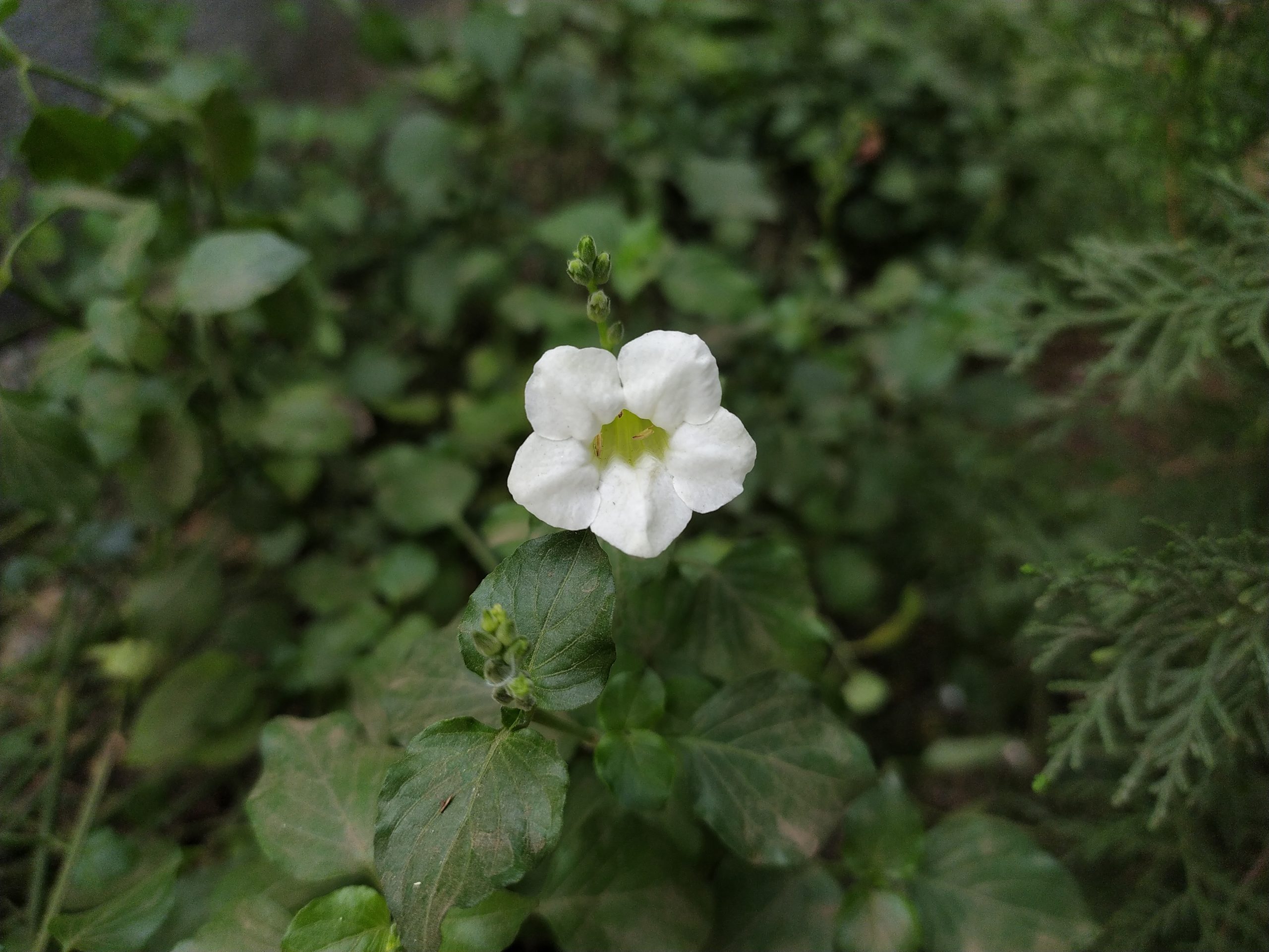 A white flower on plant