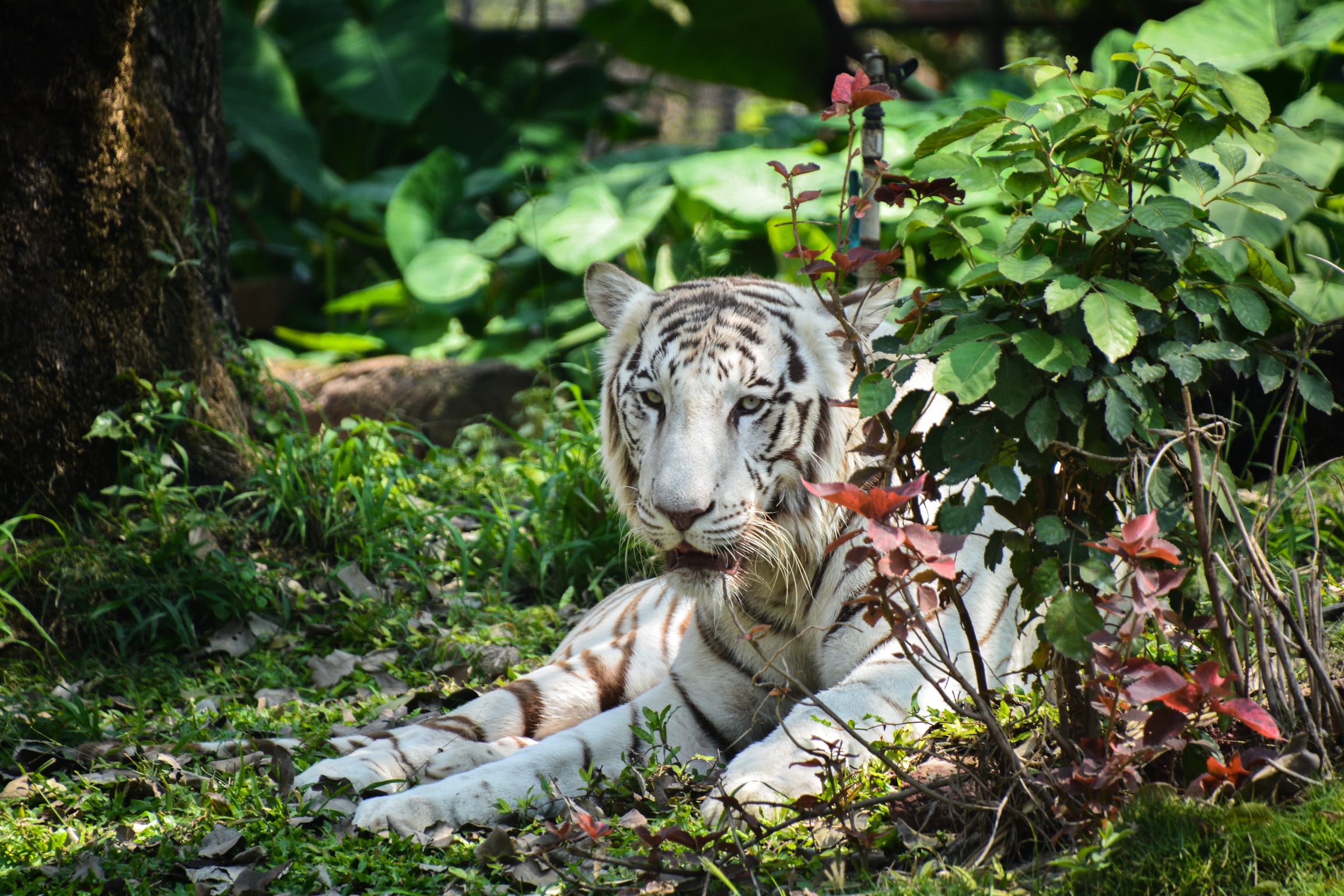 A white tiger