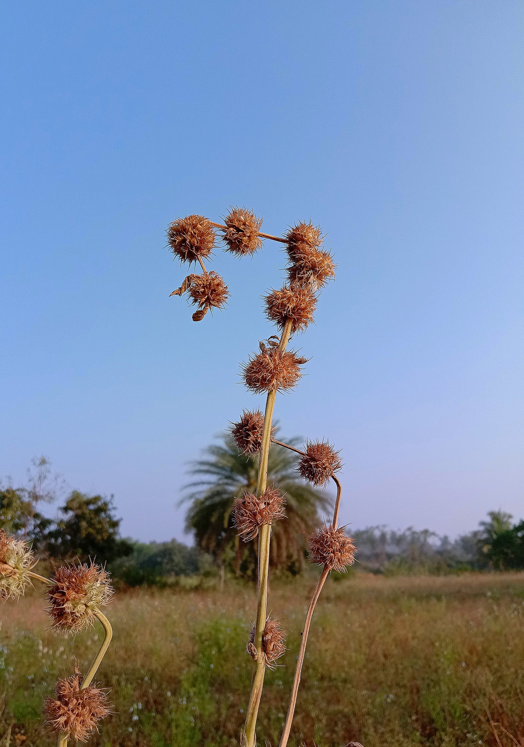 A wild plant in the farm