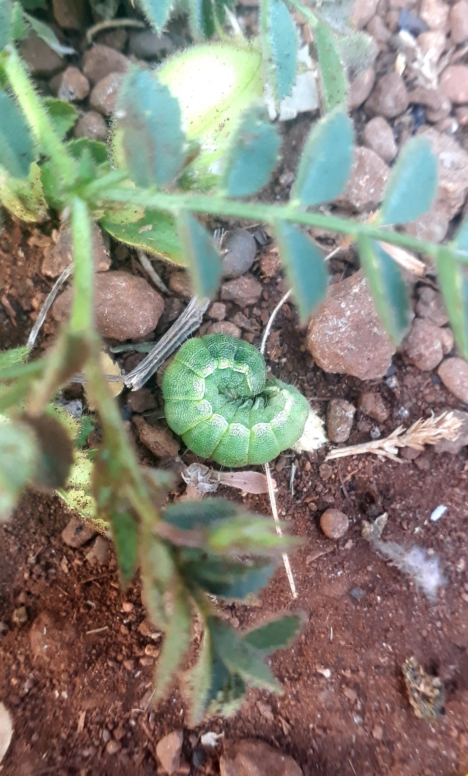 A worm and plant leaves