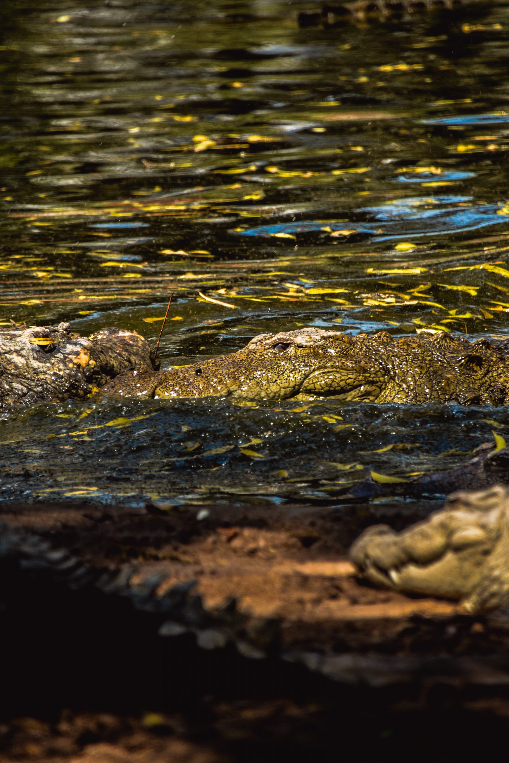 An alligator in water