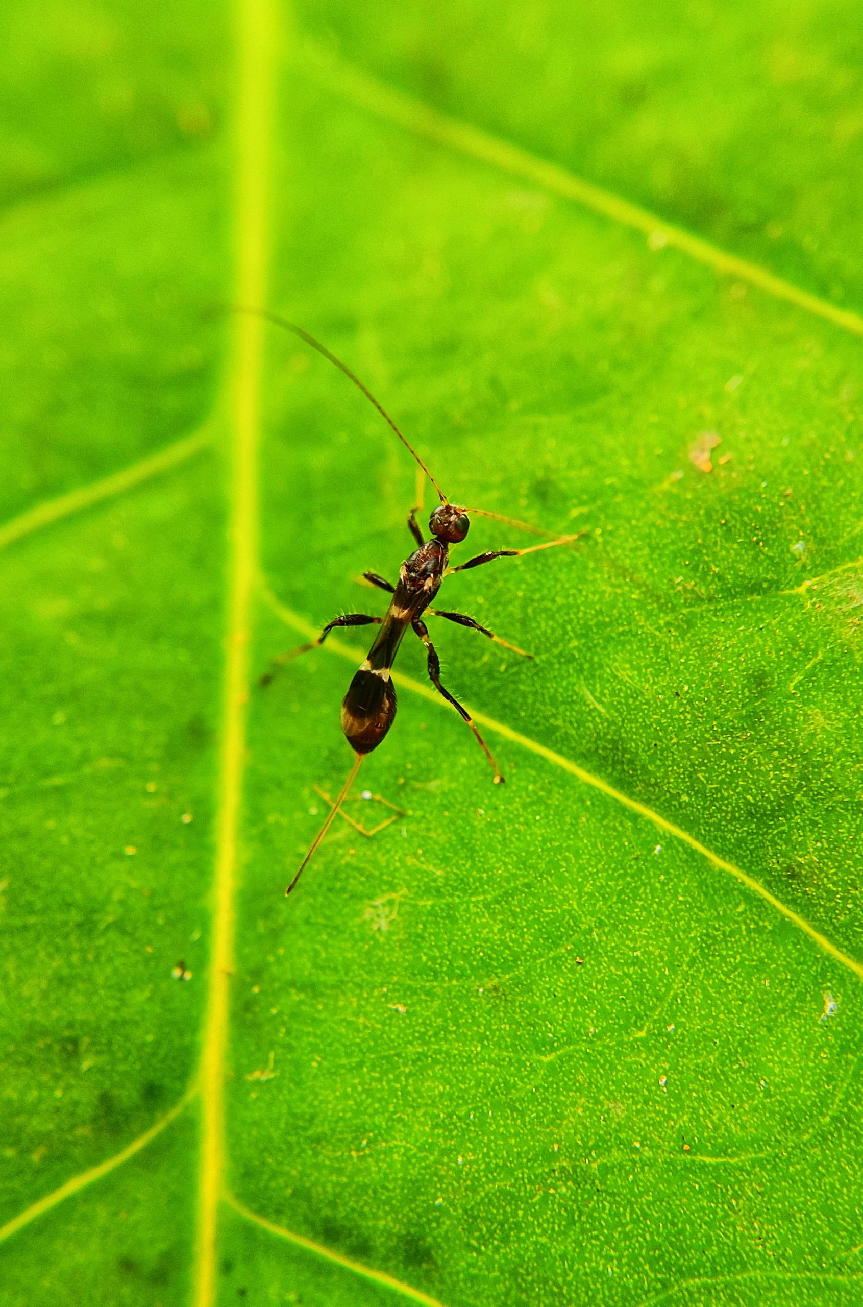 An ant on a leaf