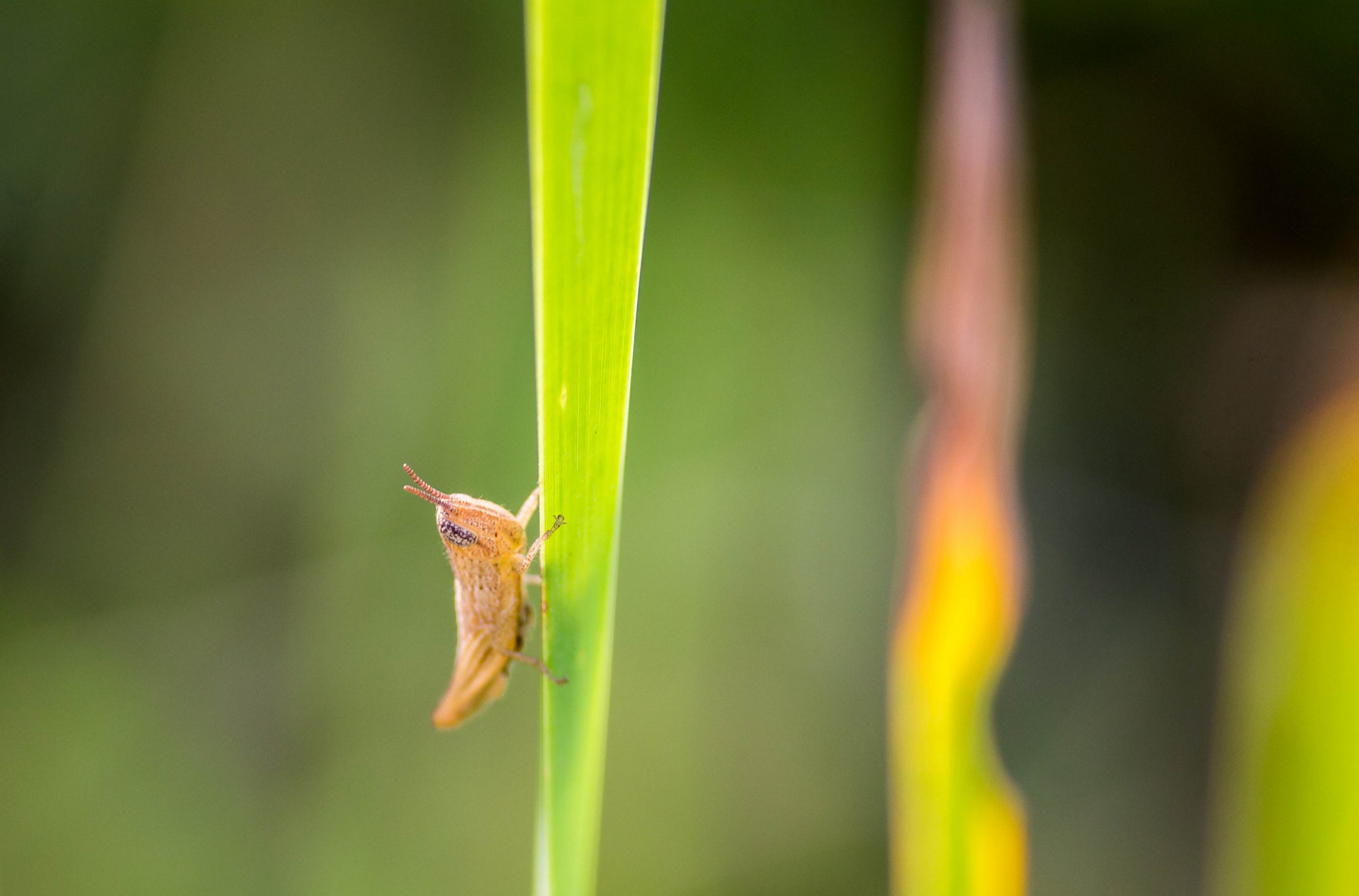 An insect on a grass leaf