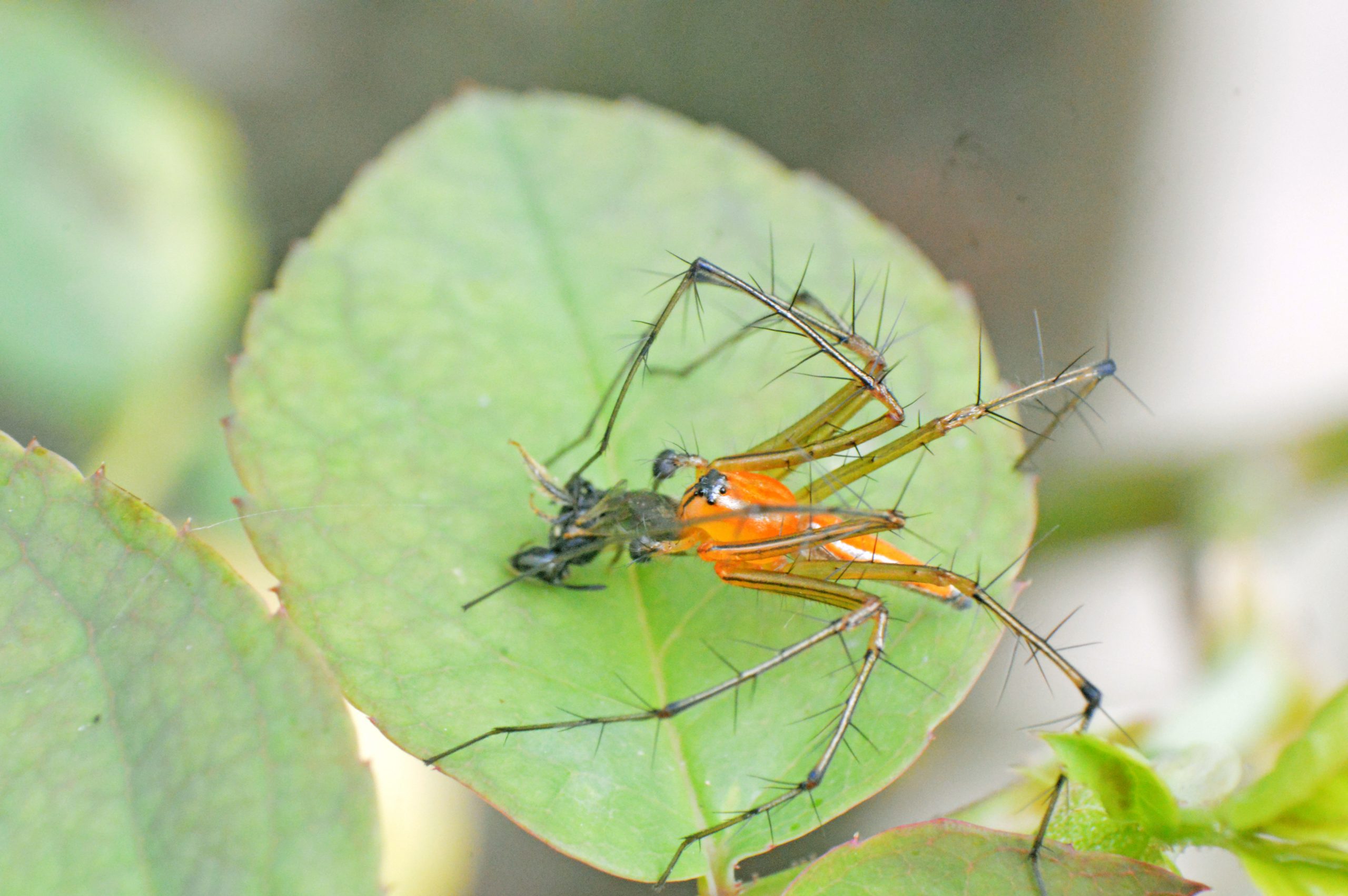 An insect on a leaf