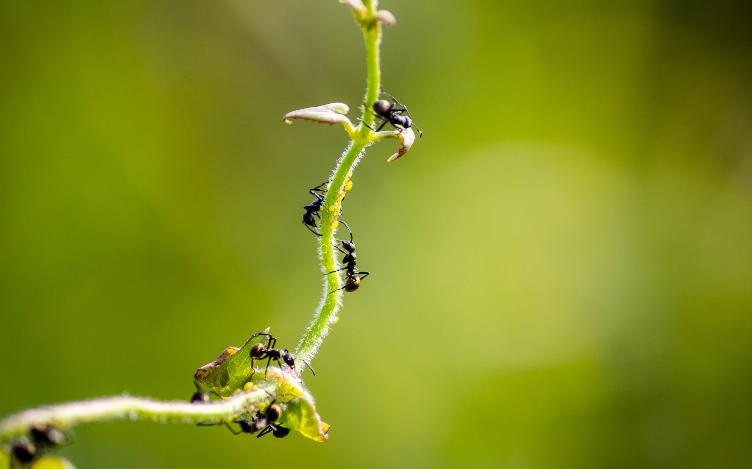 Ant on plant leaf