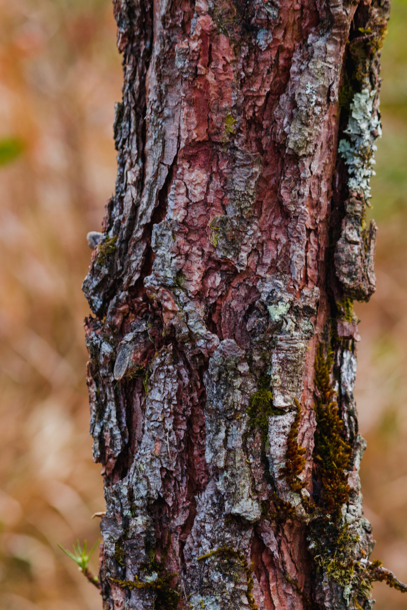 Bark of Pine tree