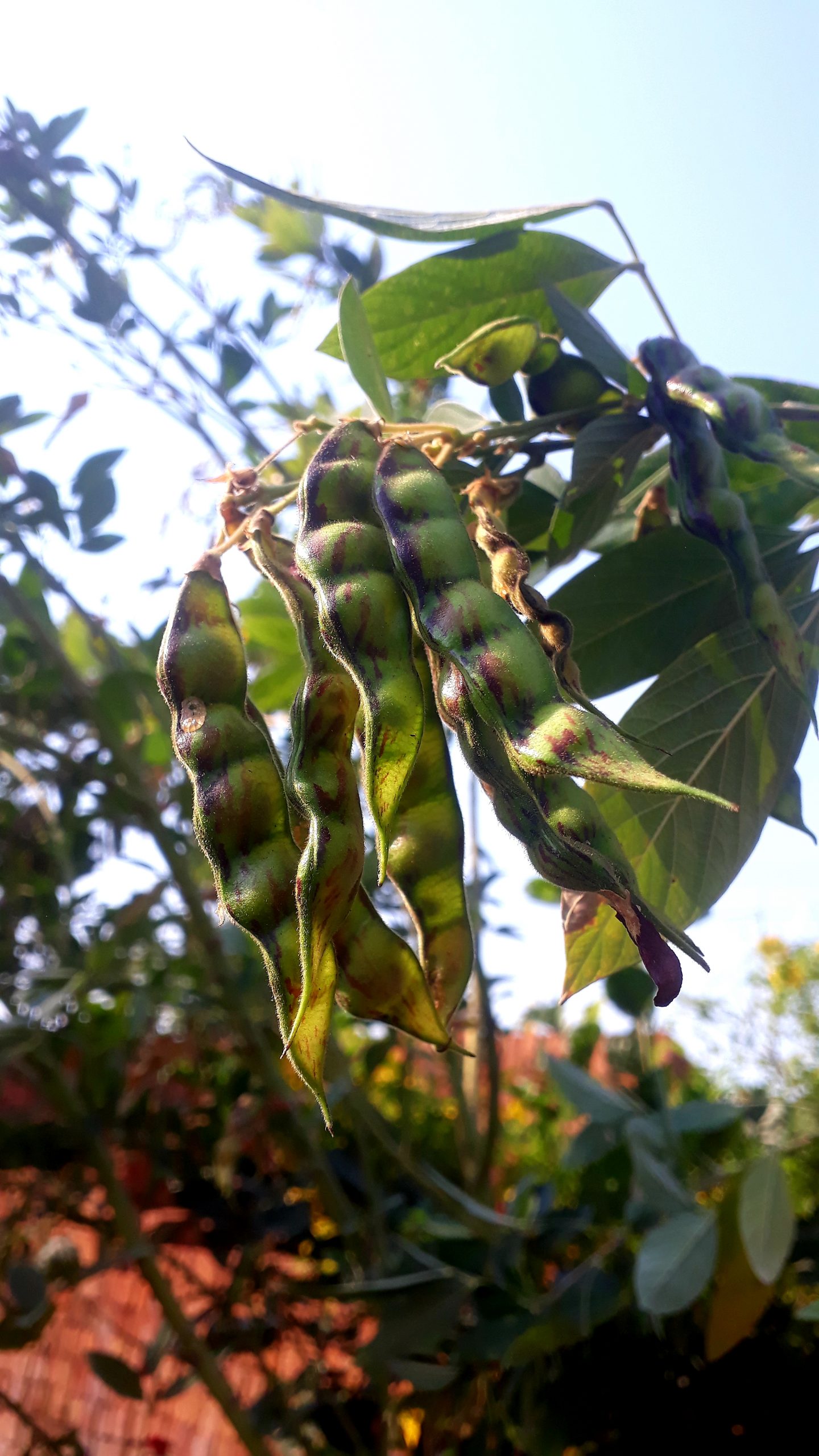 Beans on plant