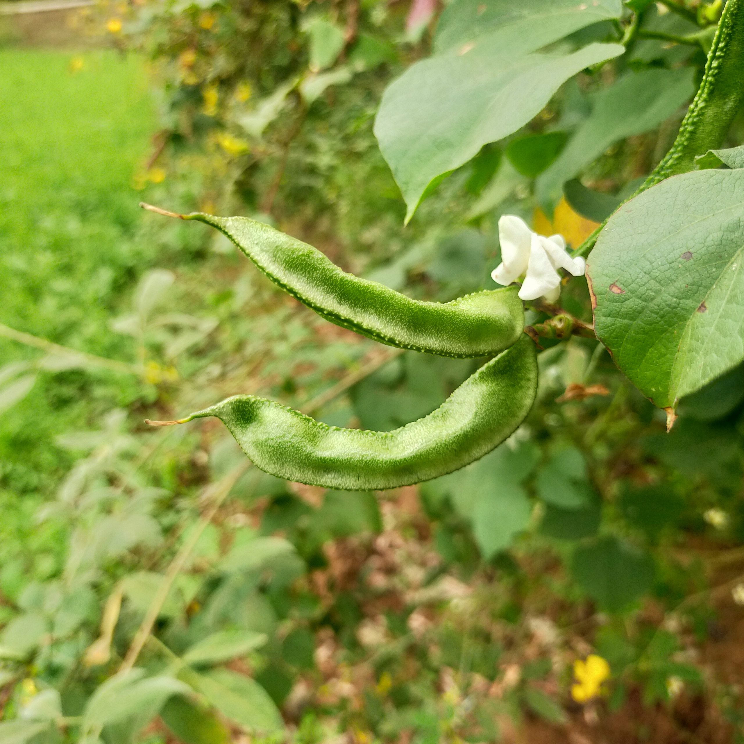 Beans on the plant