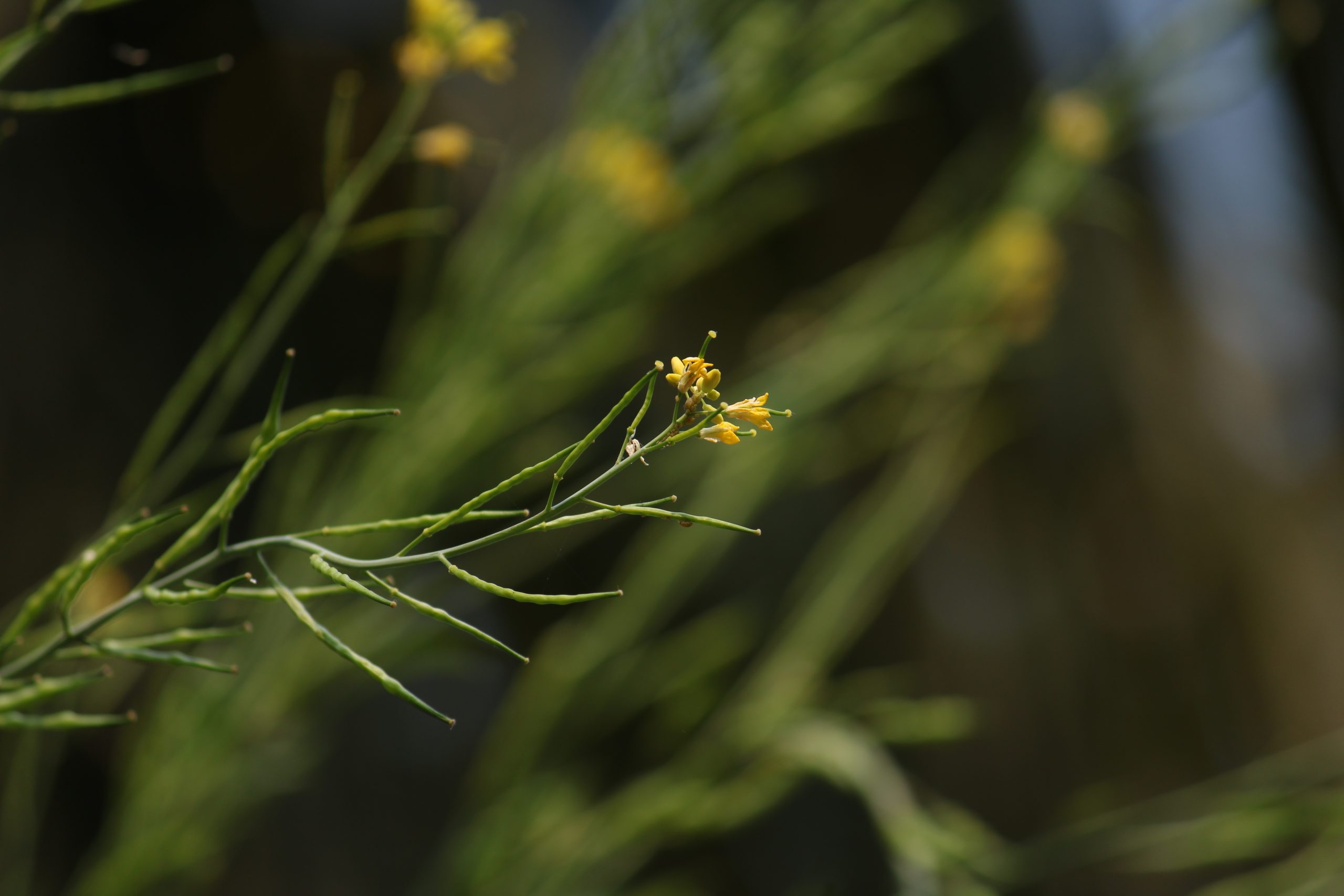 Mustard plant seeds