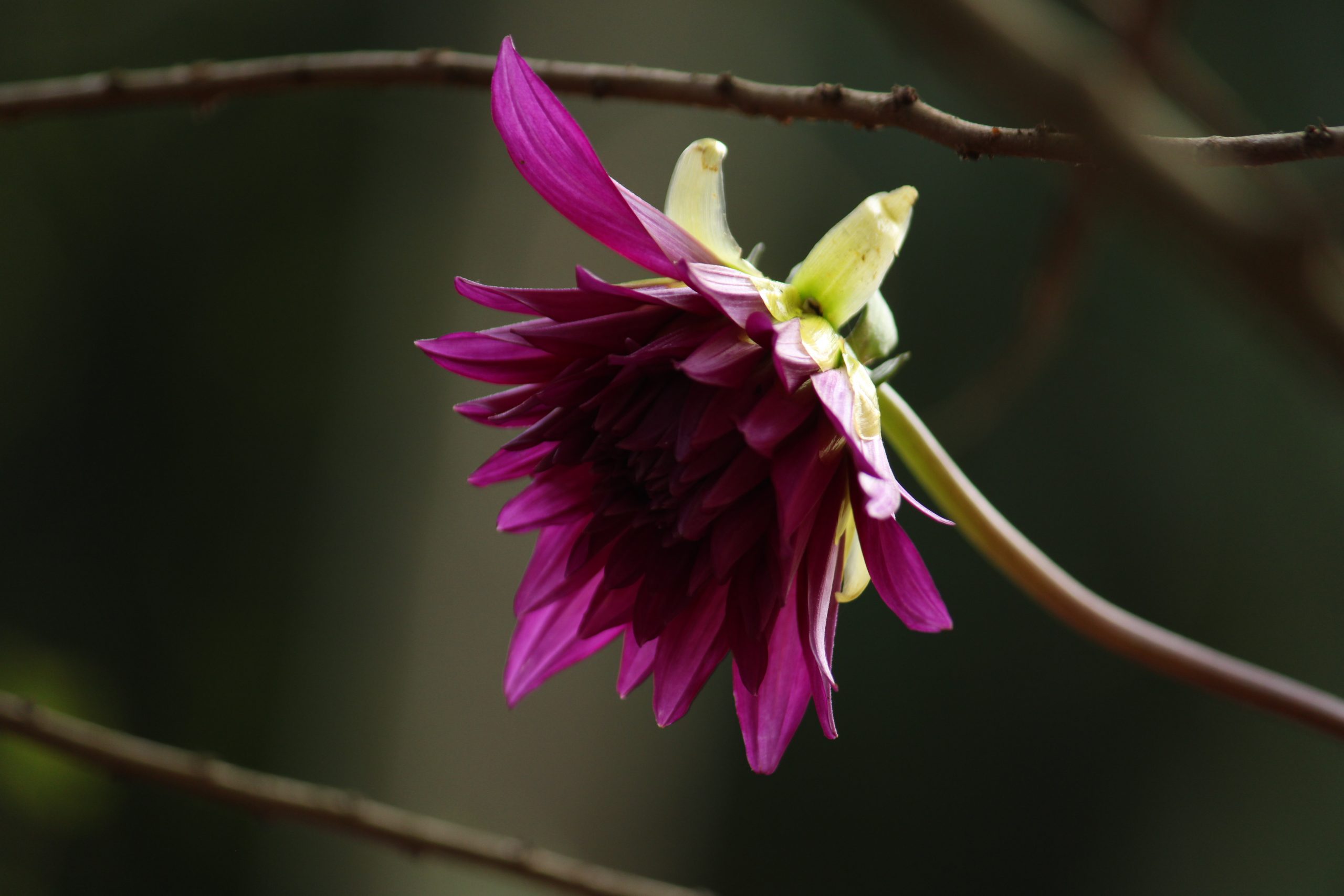 Beautiful purple flower