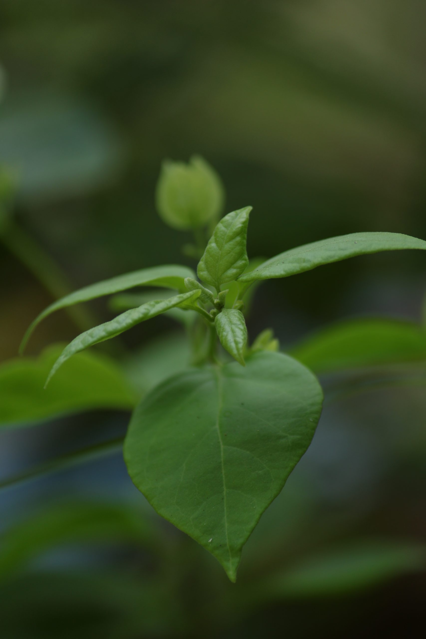 Close-up portrait of green leaves