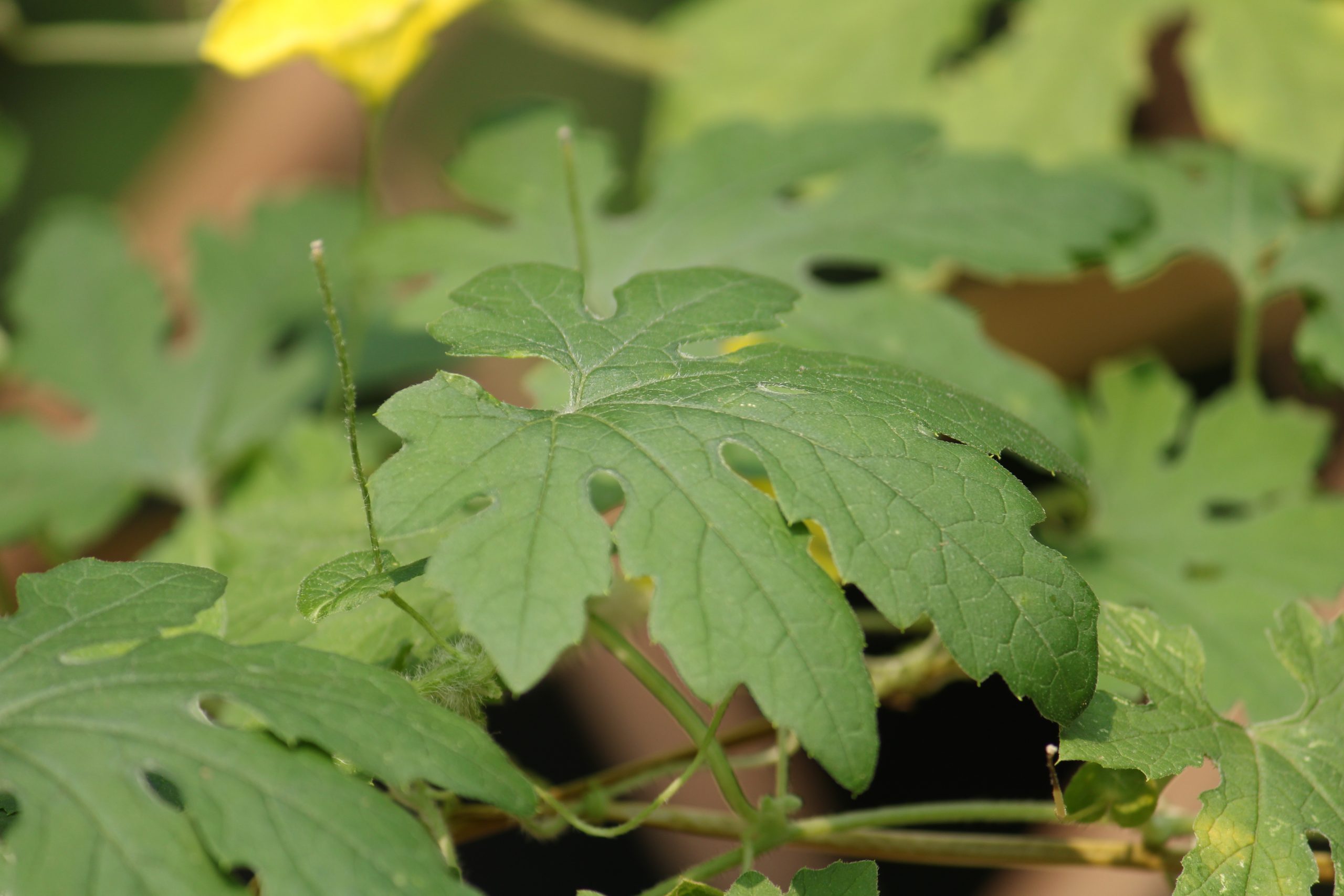 Leaves of a plant