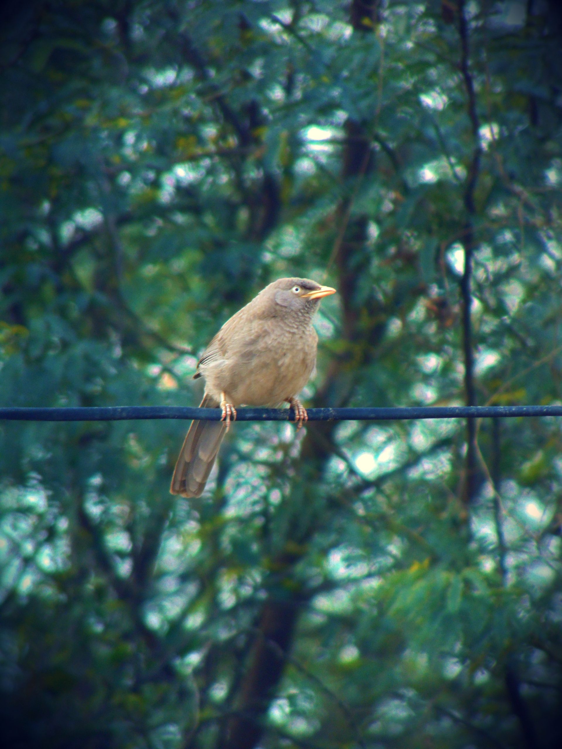 Bird on wire cable