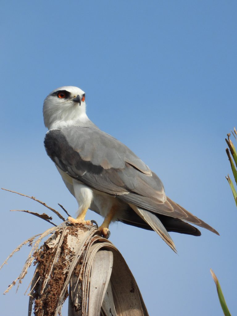 Black-winged kite - PixaHive