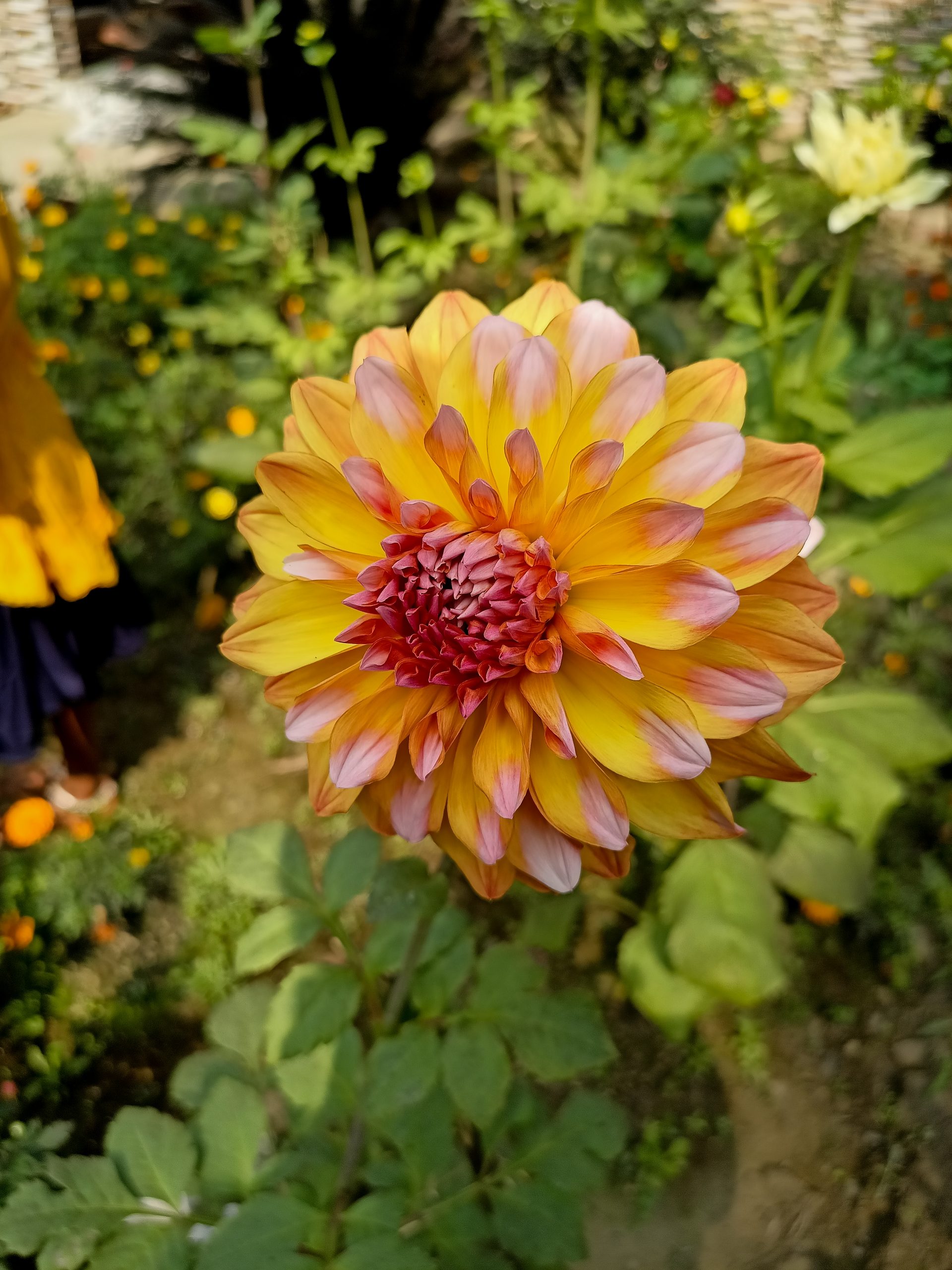 Blooming flower in garden