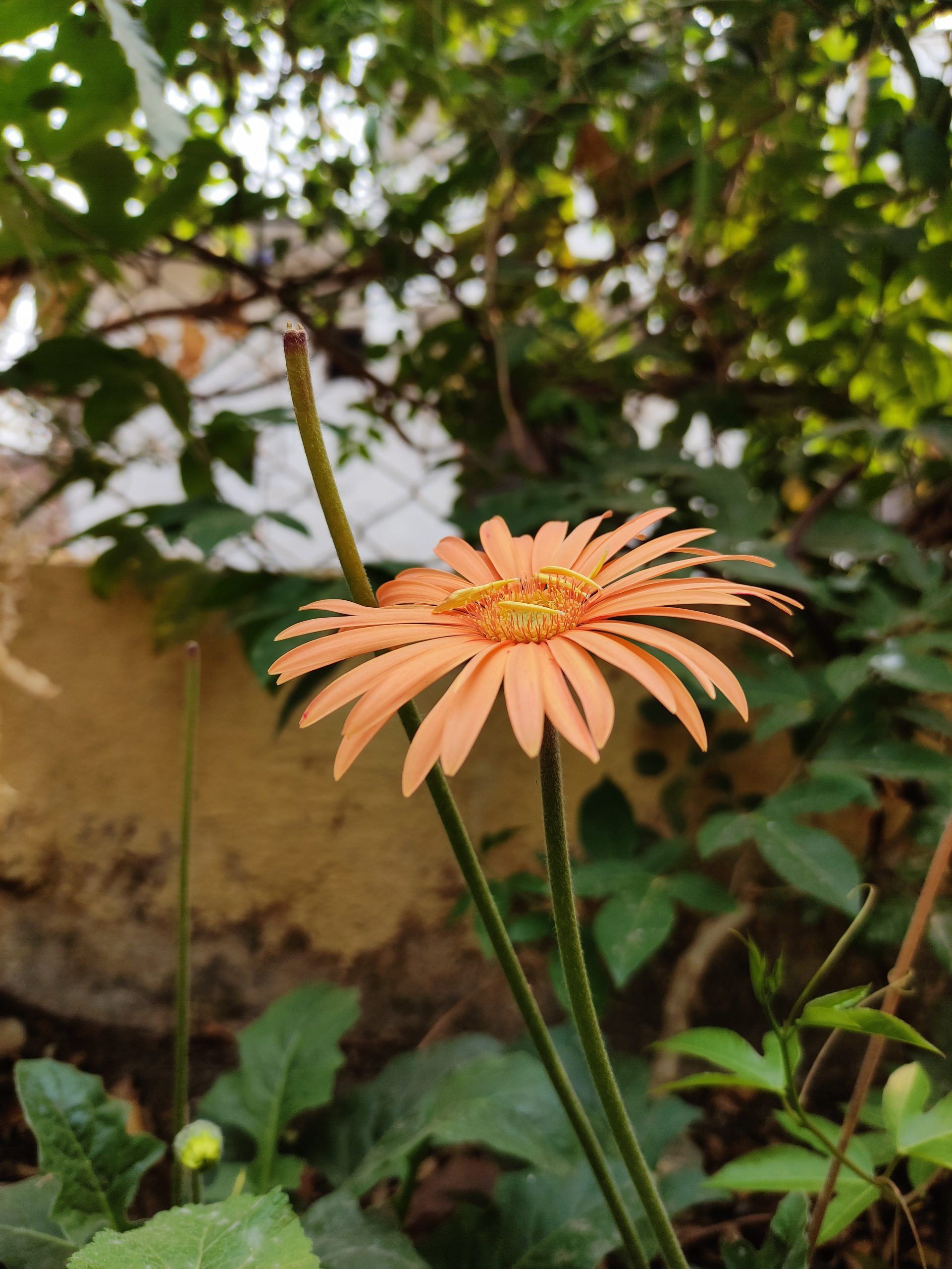 Blooming flower in the garden