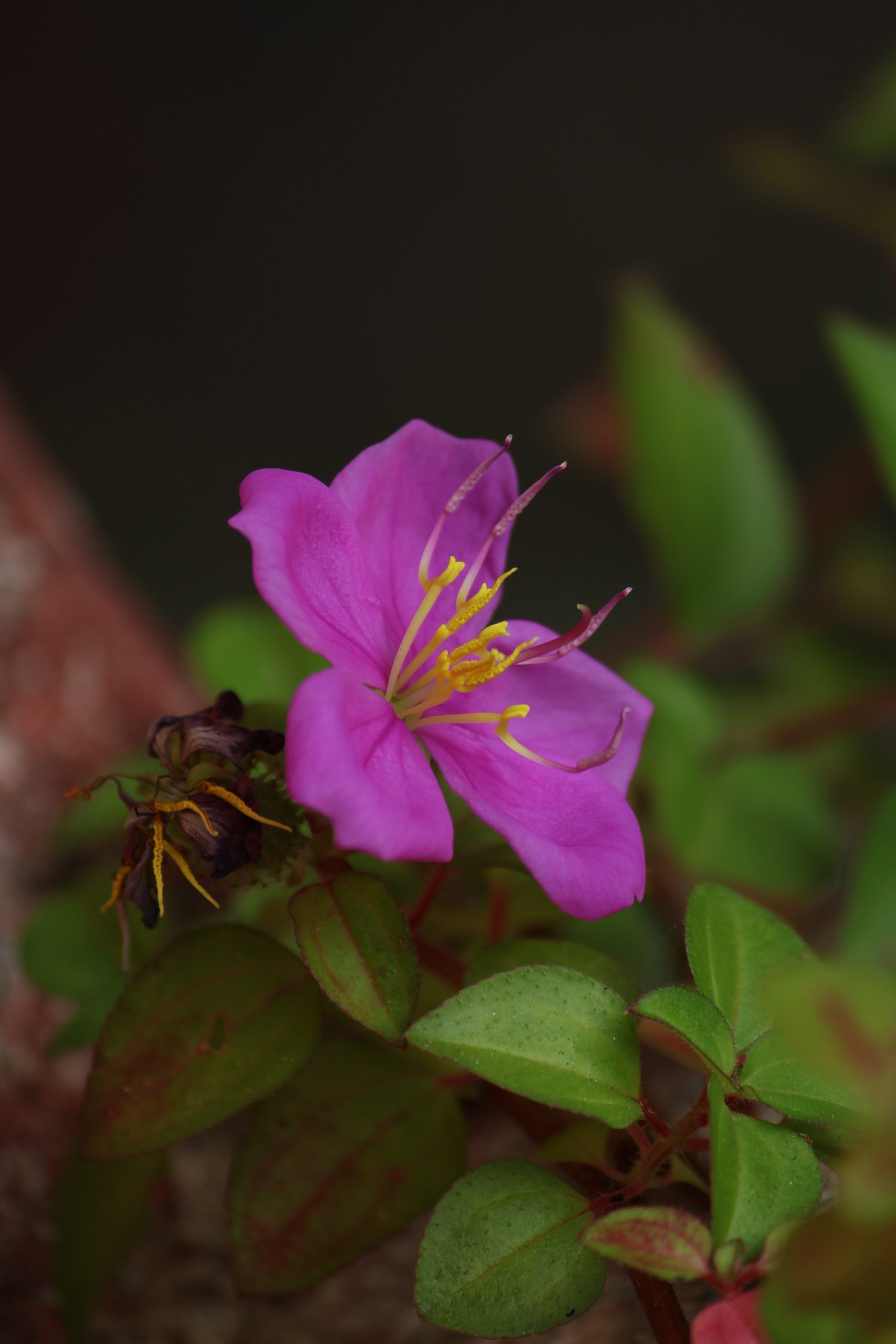 Blooming flower on plant