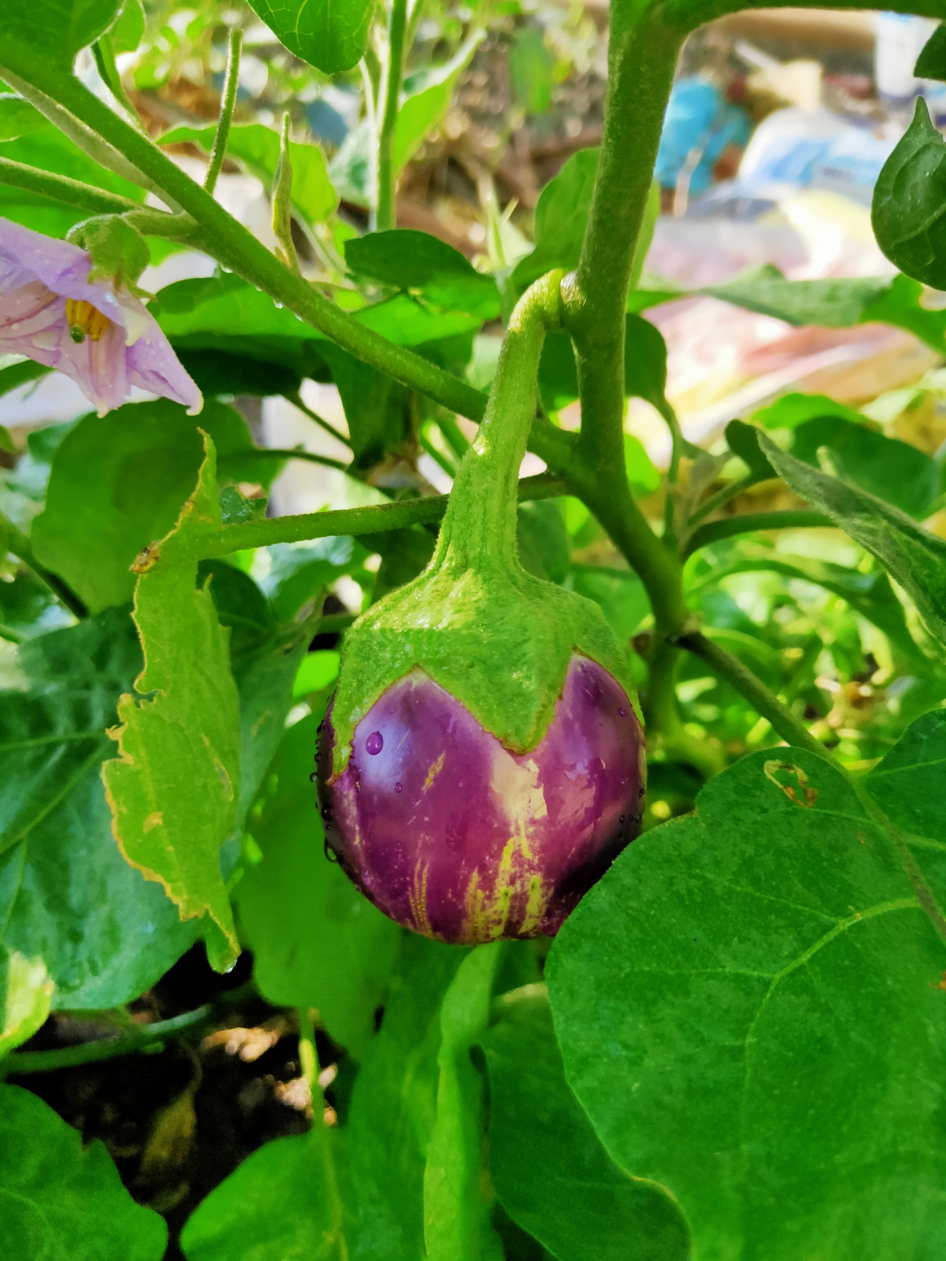 Brinjal on the plant