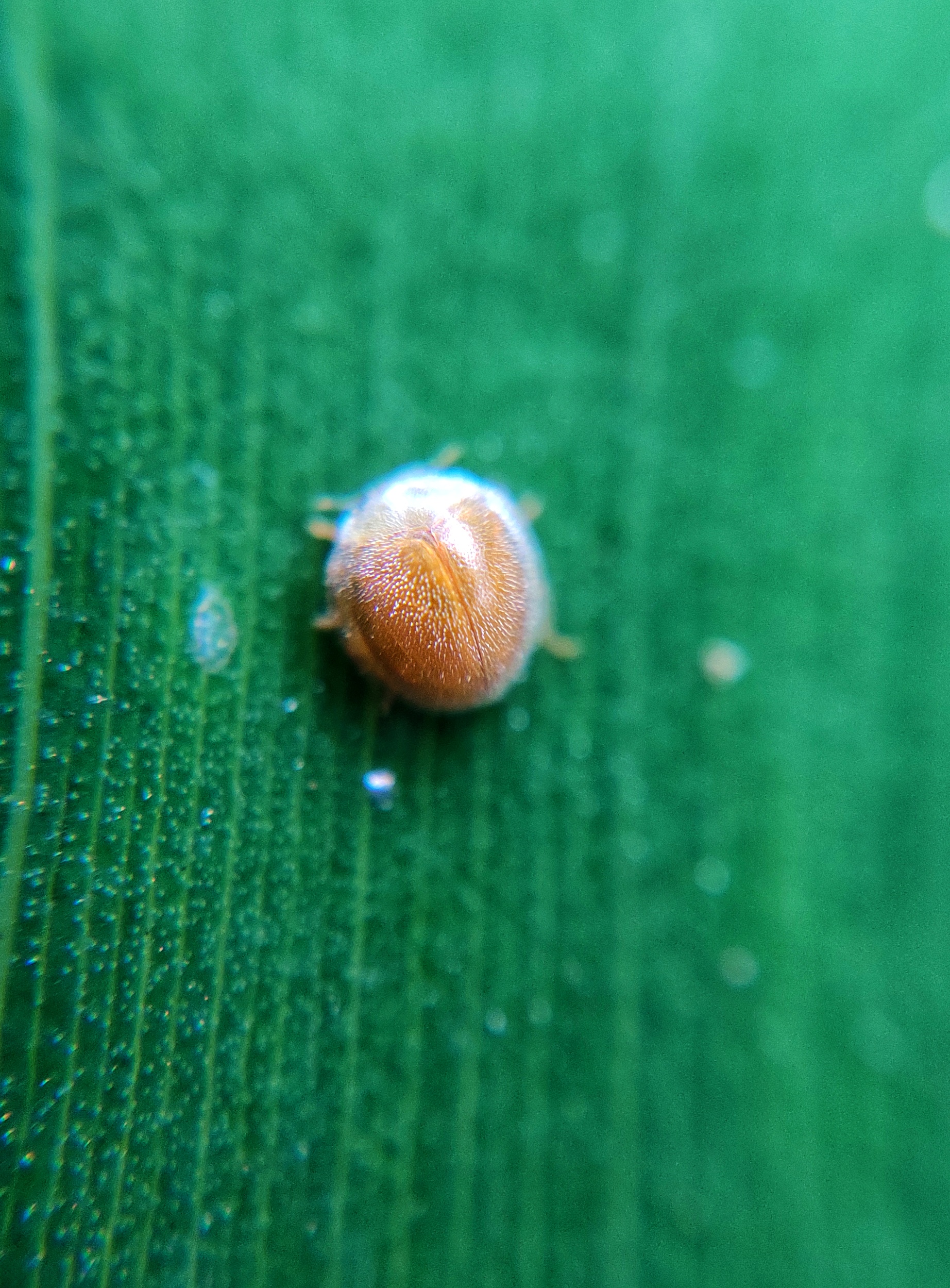 Bug on leaf