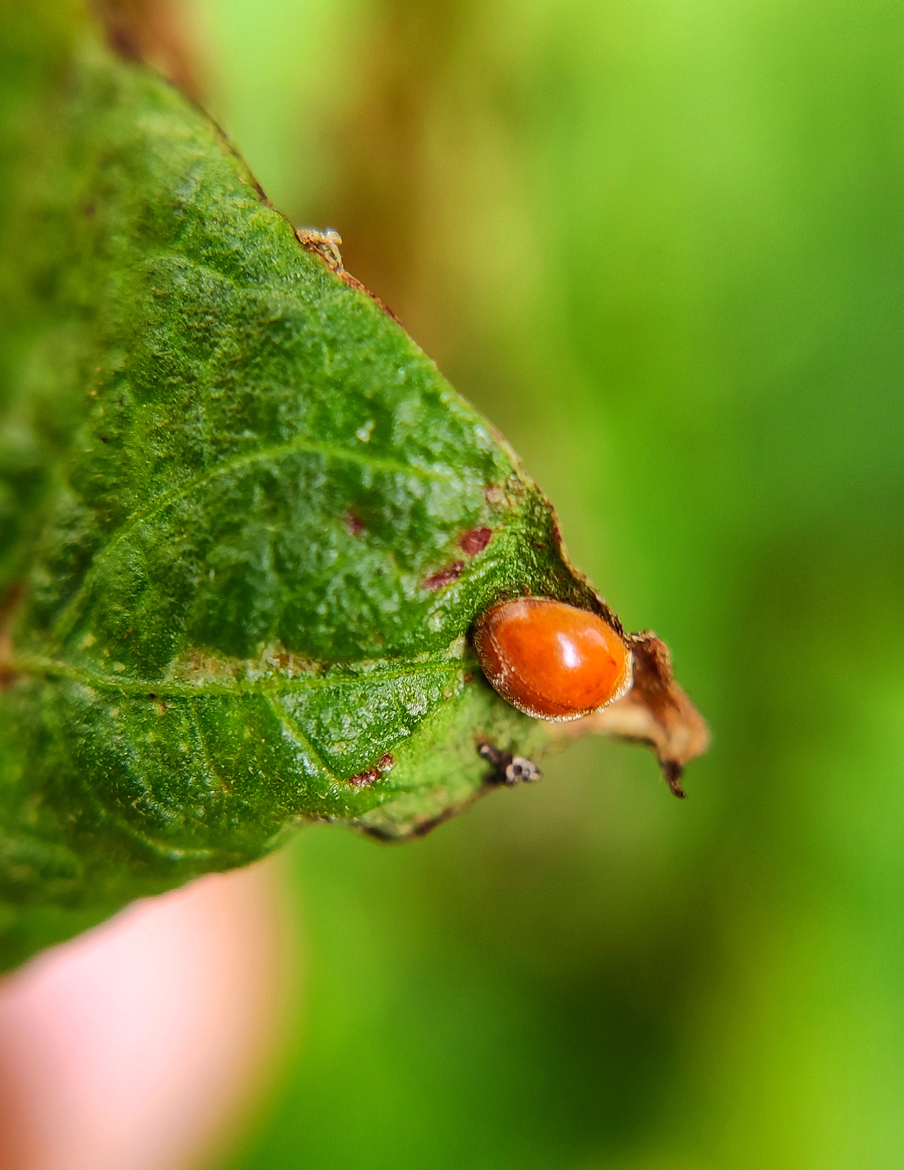 Bug on plant leaf