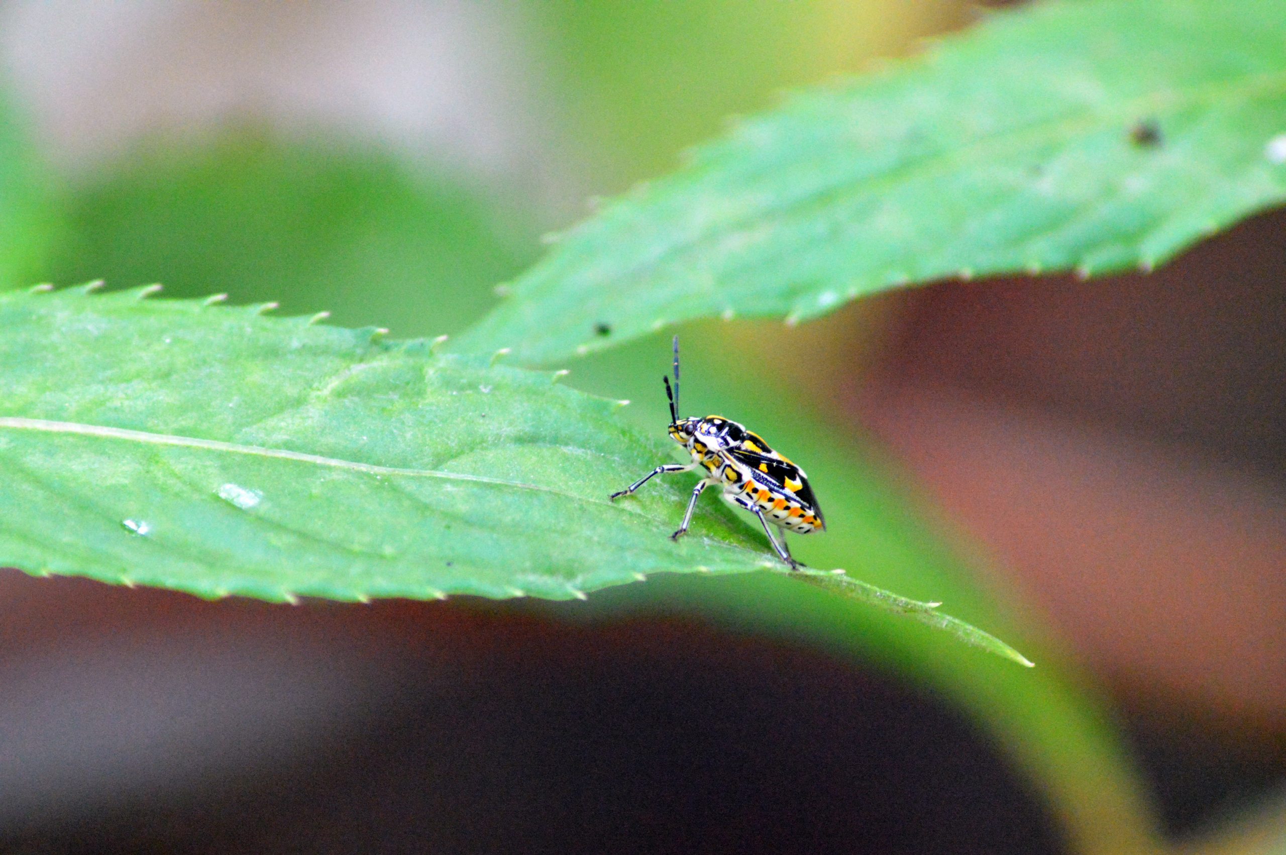 Bug on plant leaf