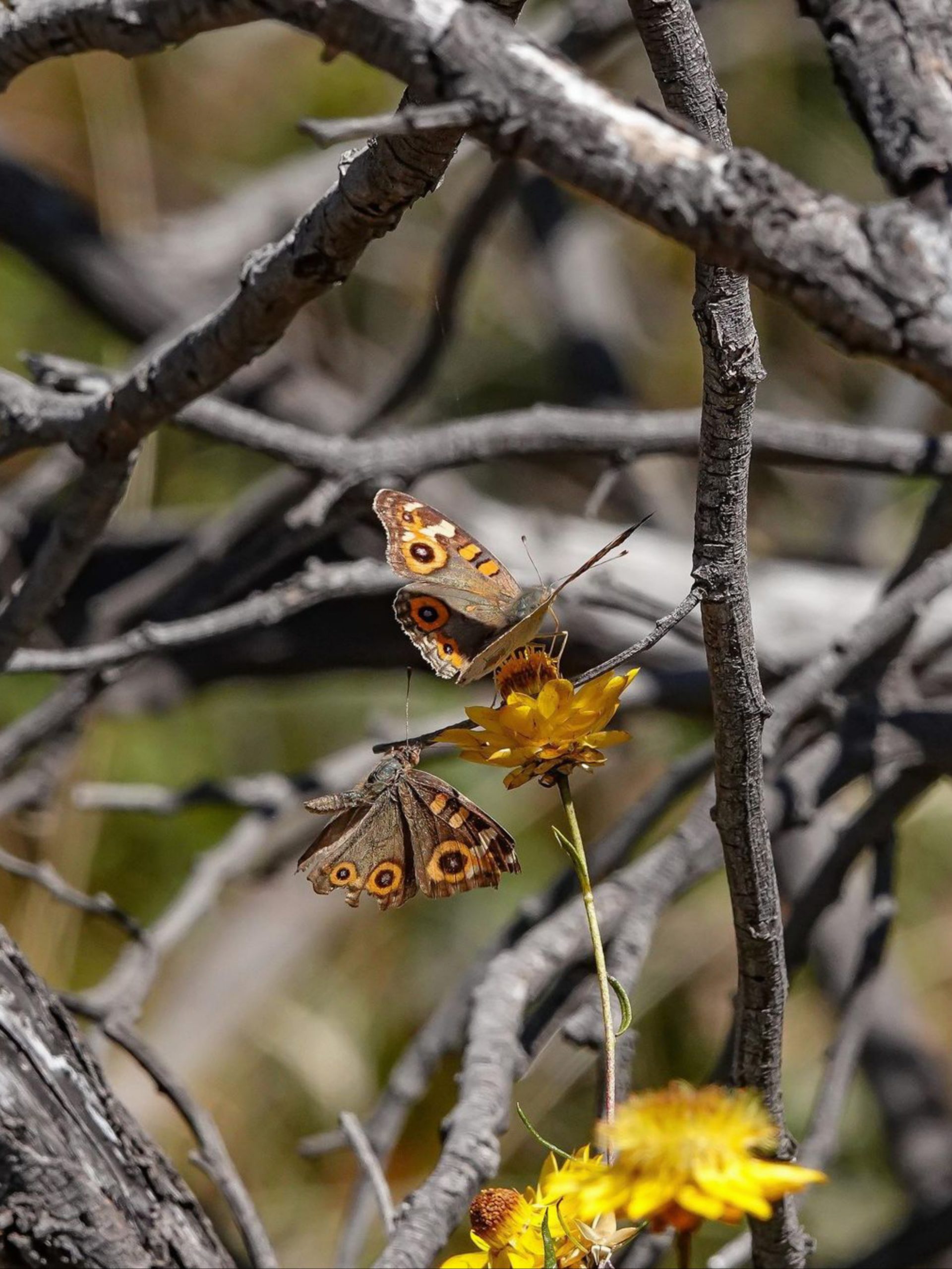 Butterflies on a flower