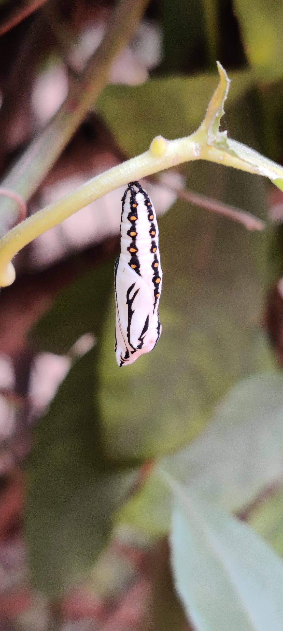 Butterfly larva