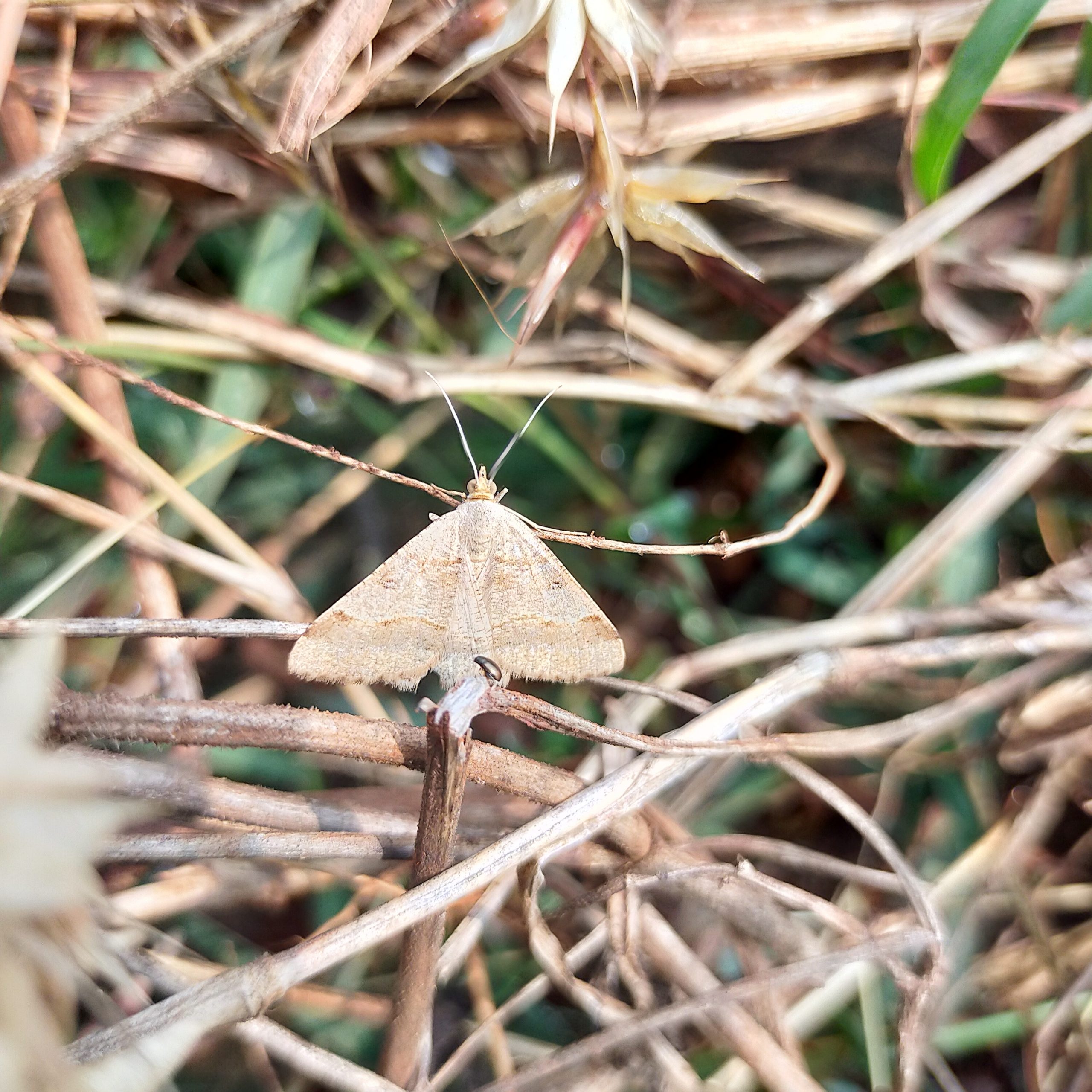 Butterfly on plant stem