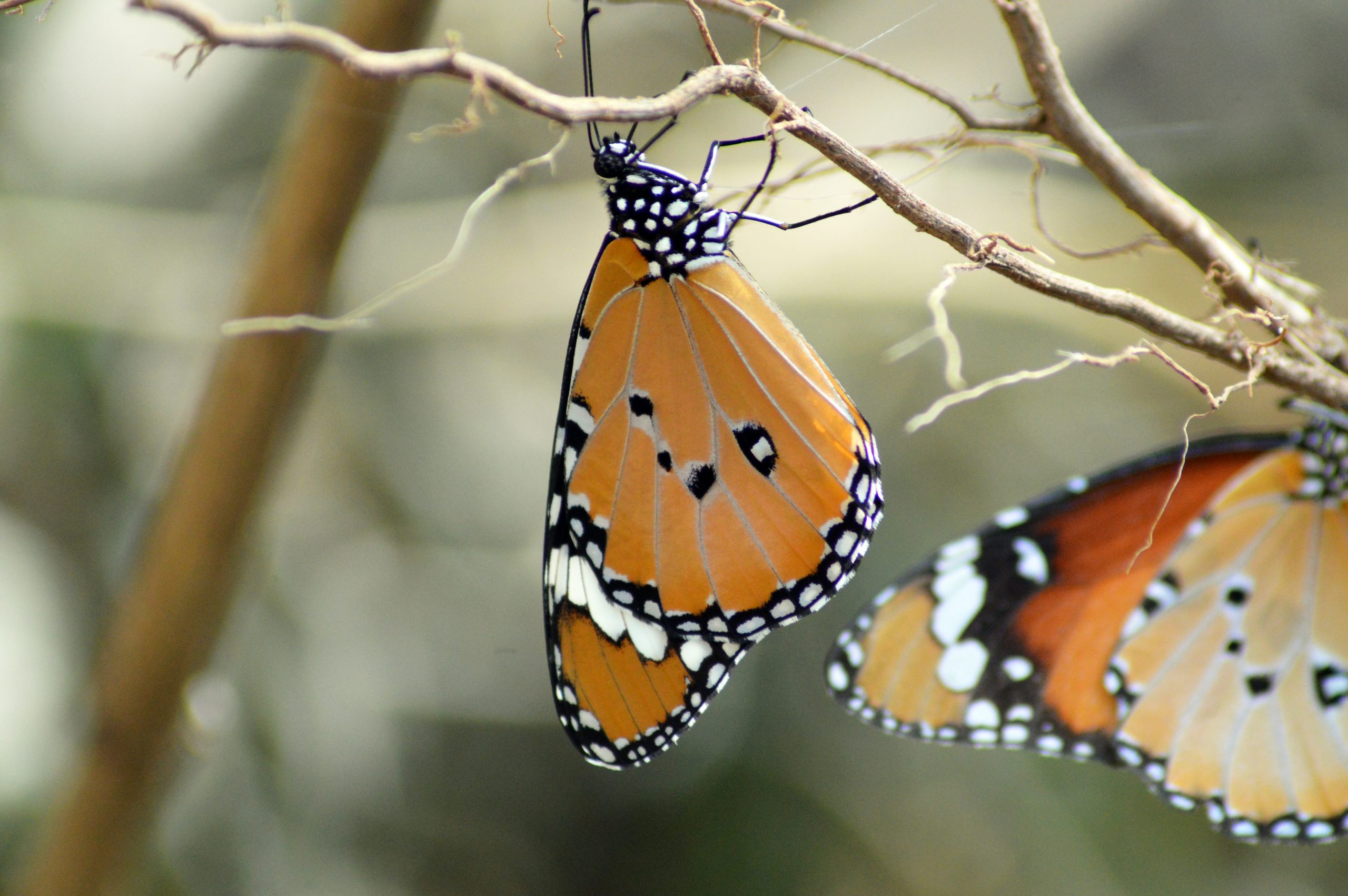 Butterfly on plant stem