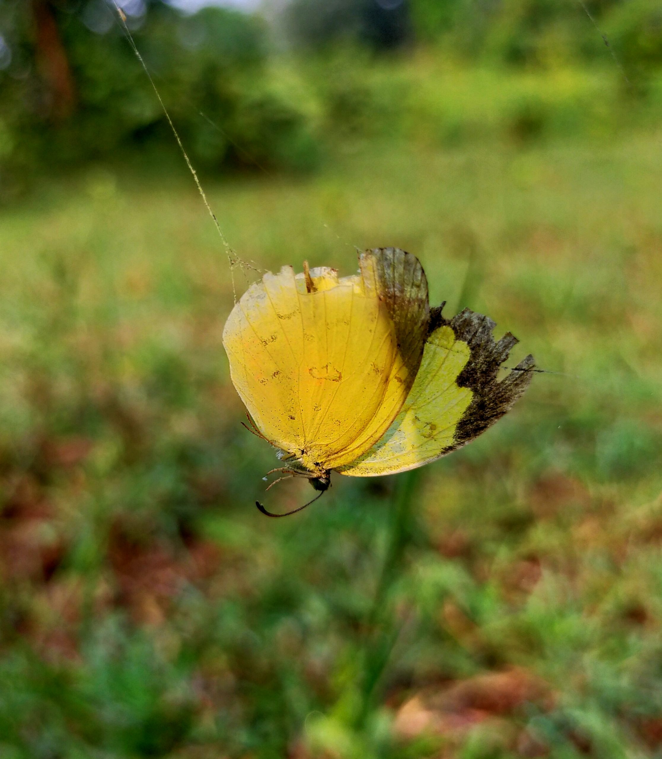 Butterfly on spider web