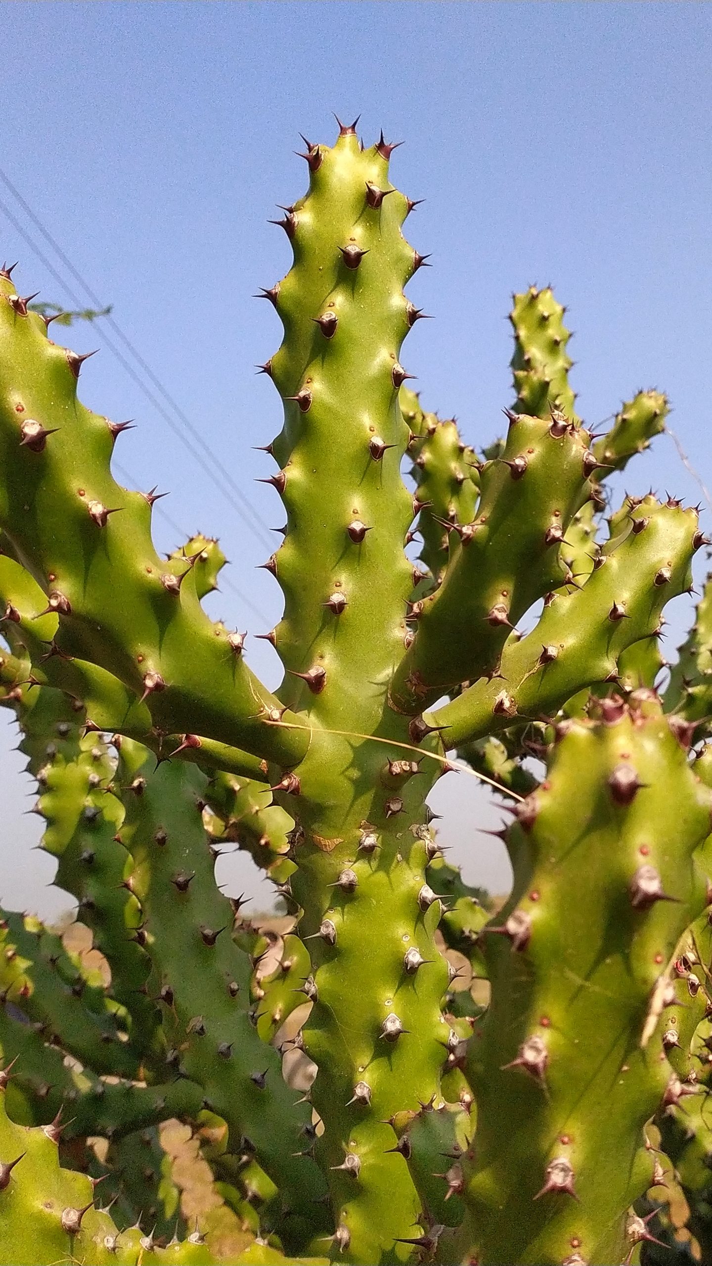 Cactus plant