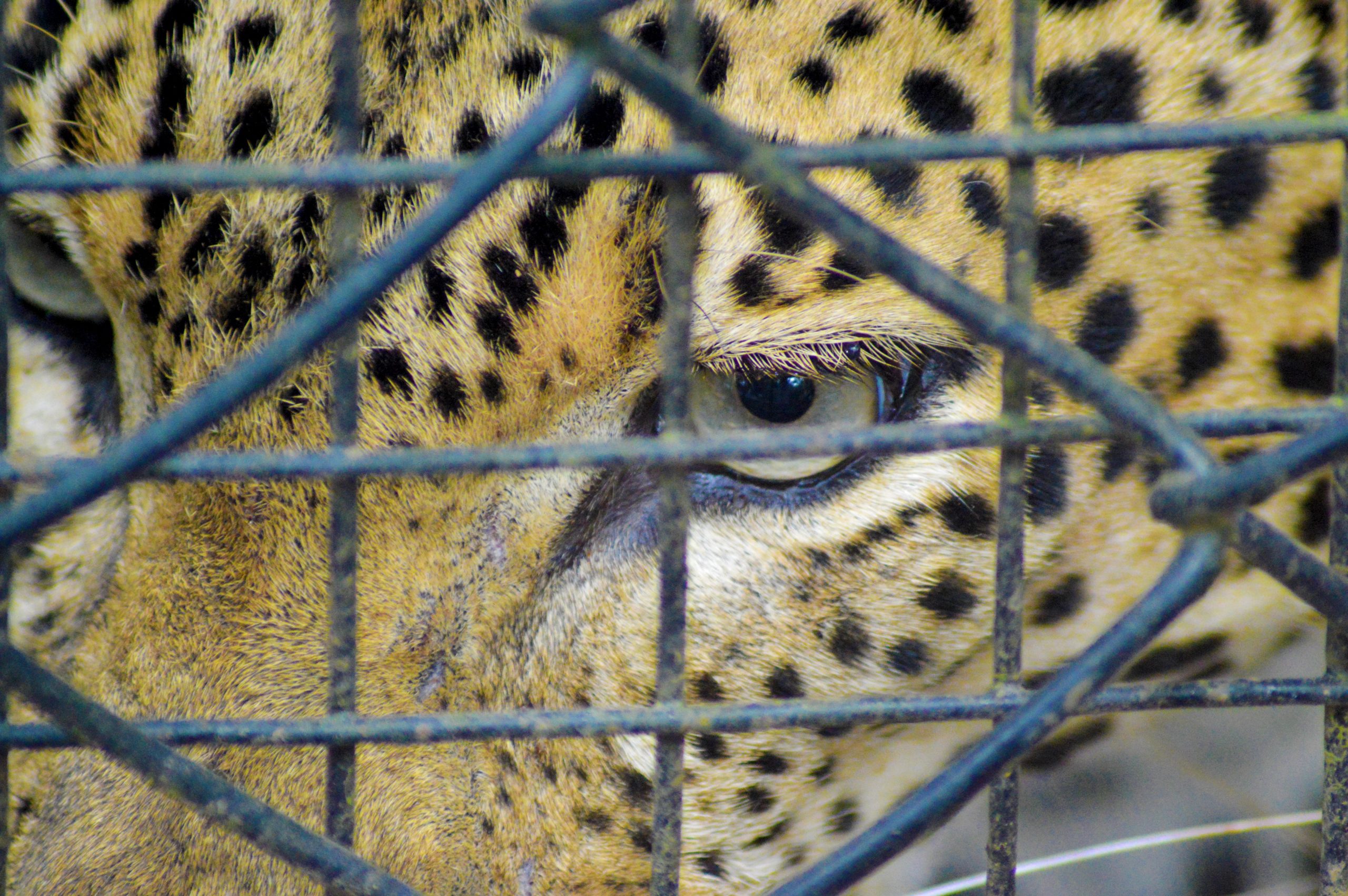 A leopard in a cage