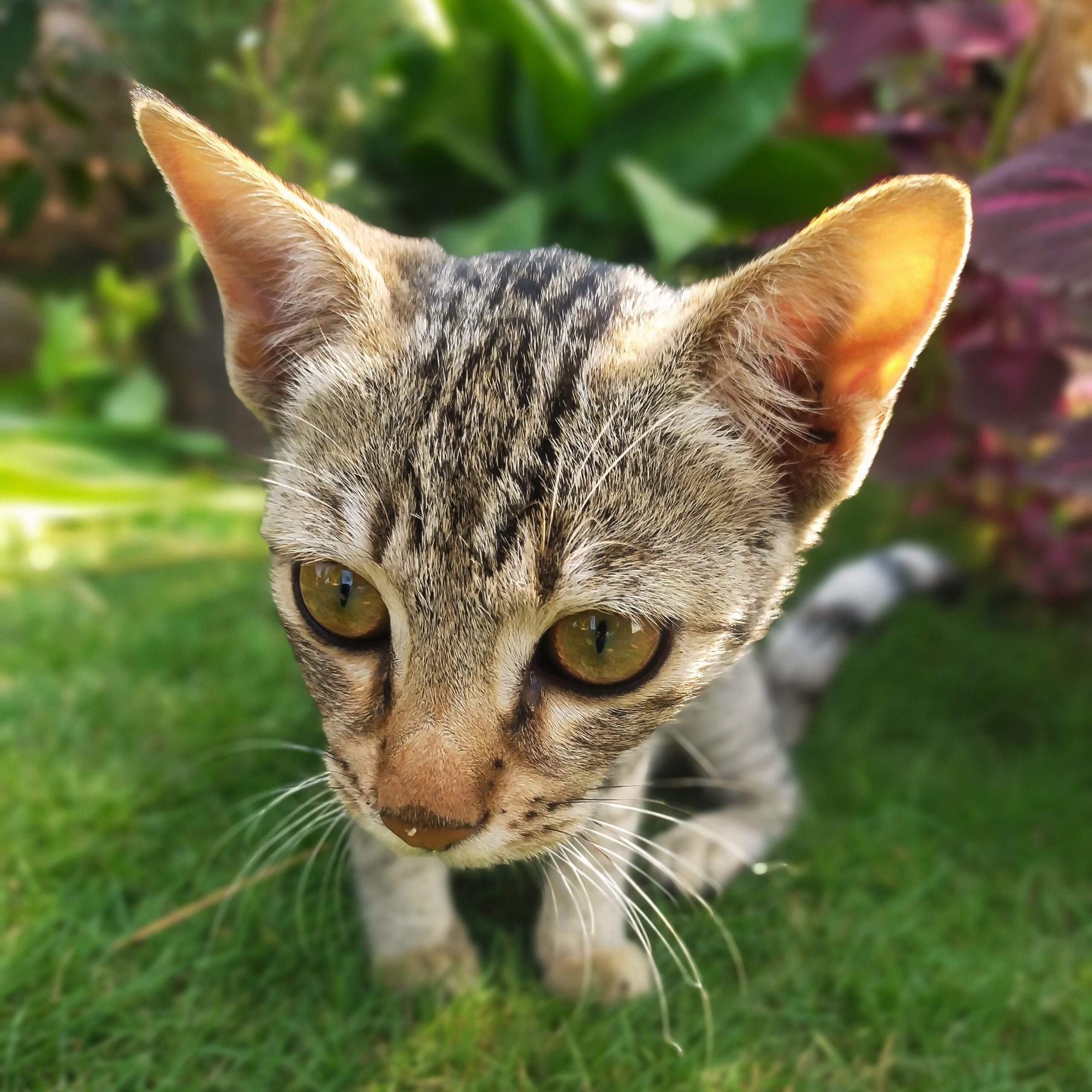 Kitten in the garden