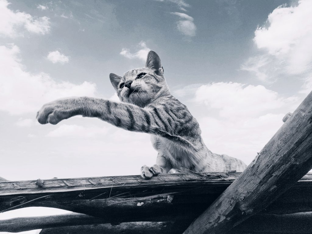 Cat on the wood plank - Free Image by 🇭🇲Shim_picto_photography on ...