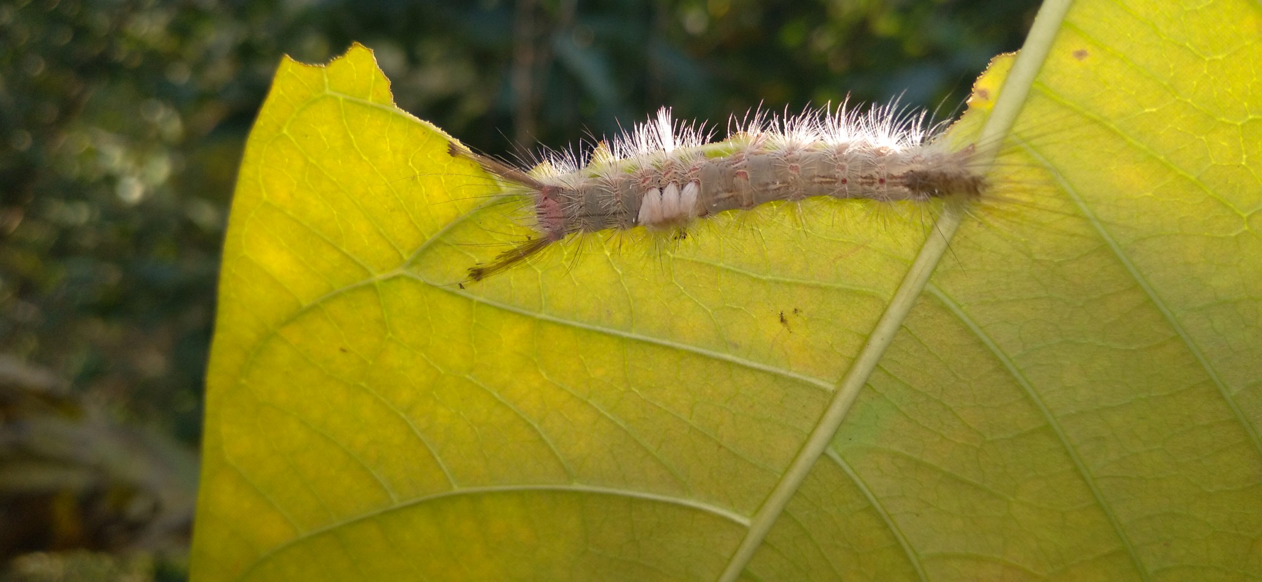 Caterpiller sitting on a leaf