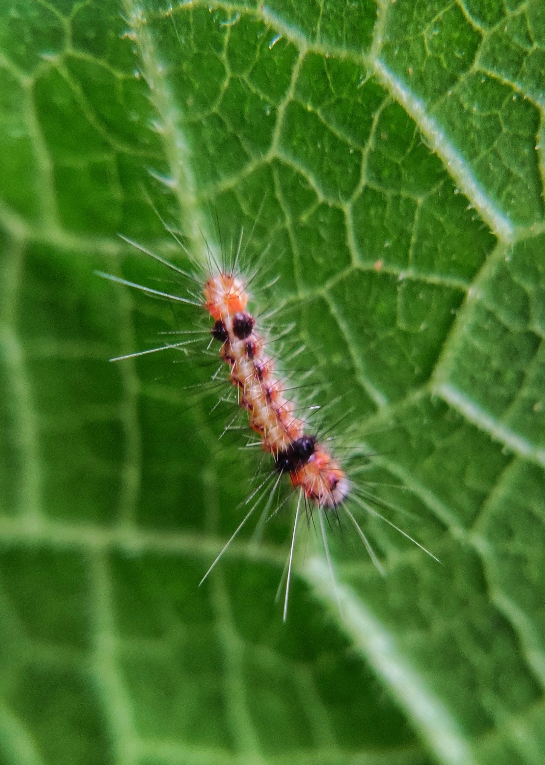 Caterpillar on plant leaf