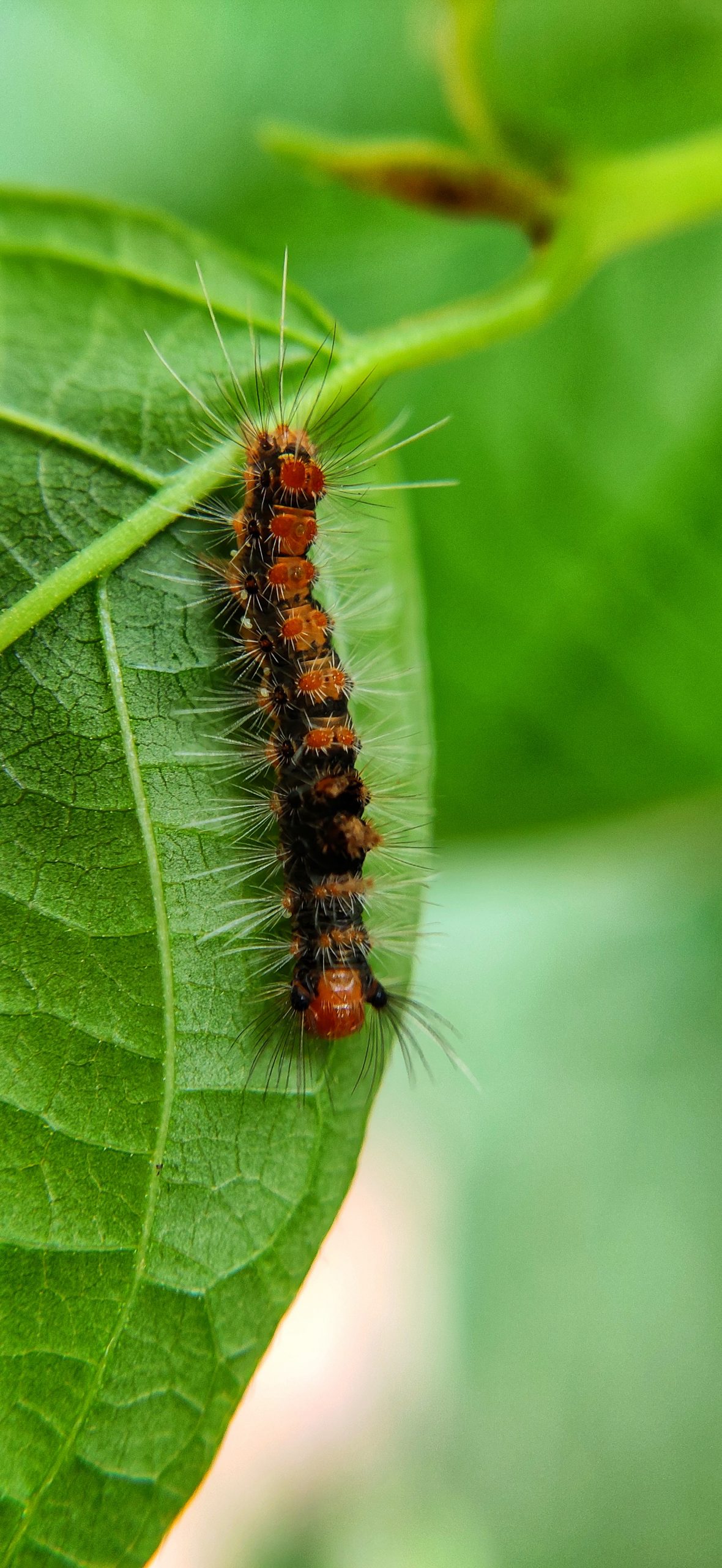 Caterpillar on plant leaf