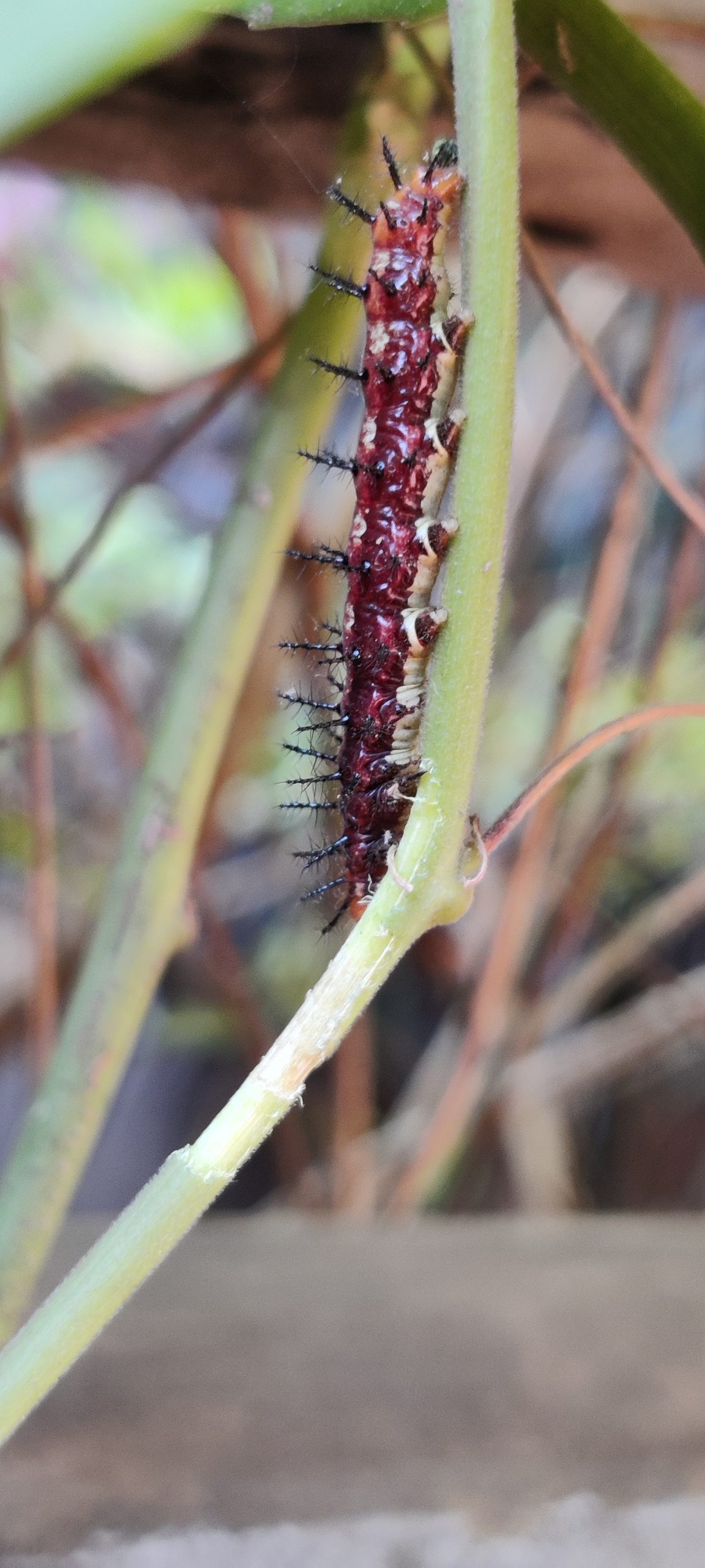 Caterpillar on the crop