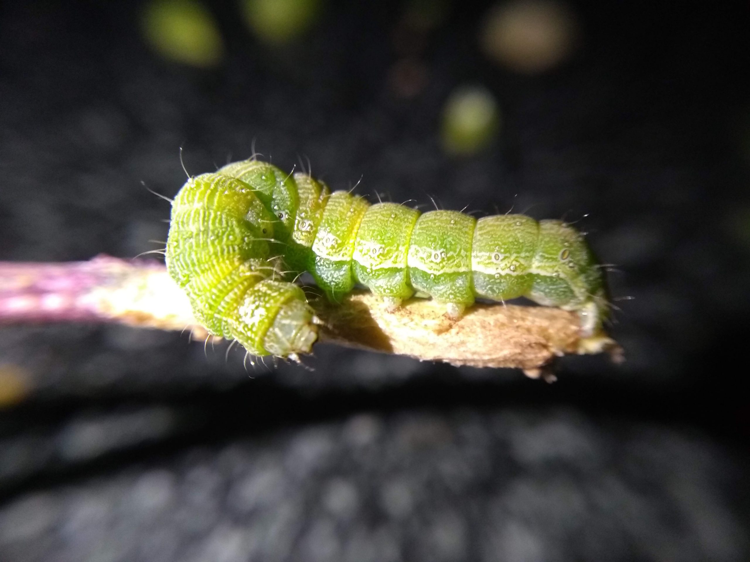 Caterpillar on wood stick